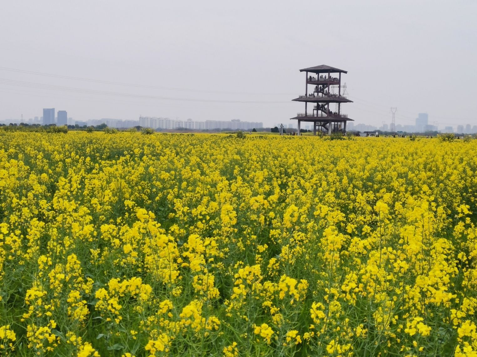 北联村油菜花瞭望台旅行图片 1