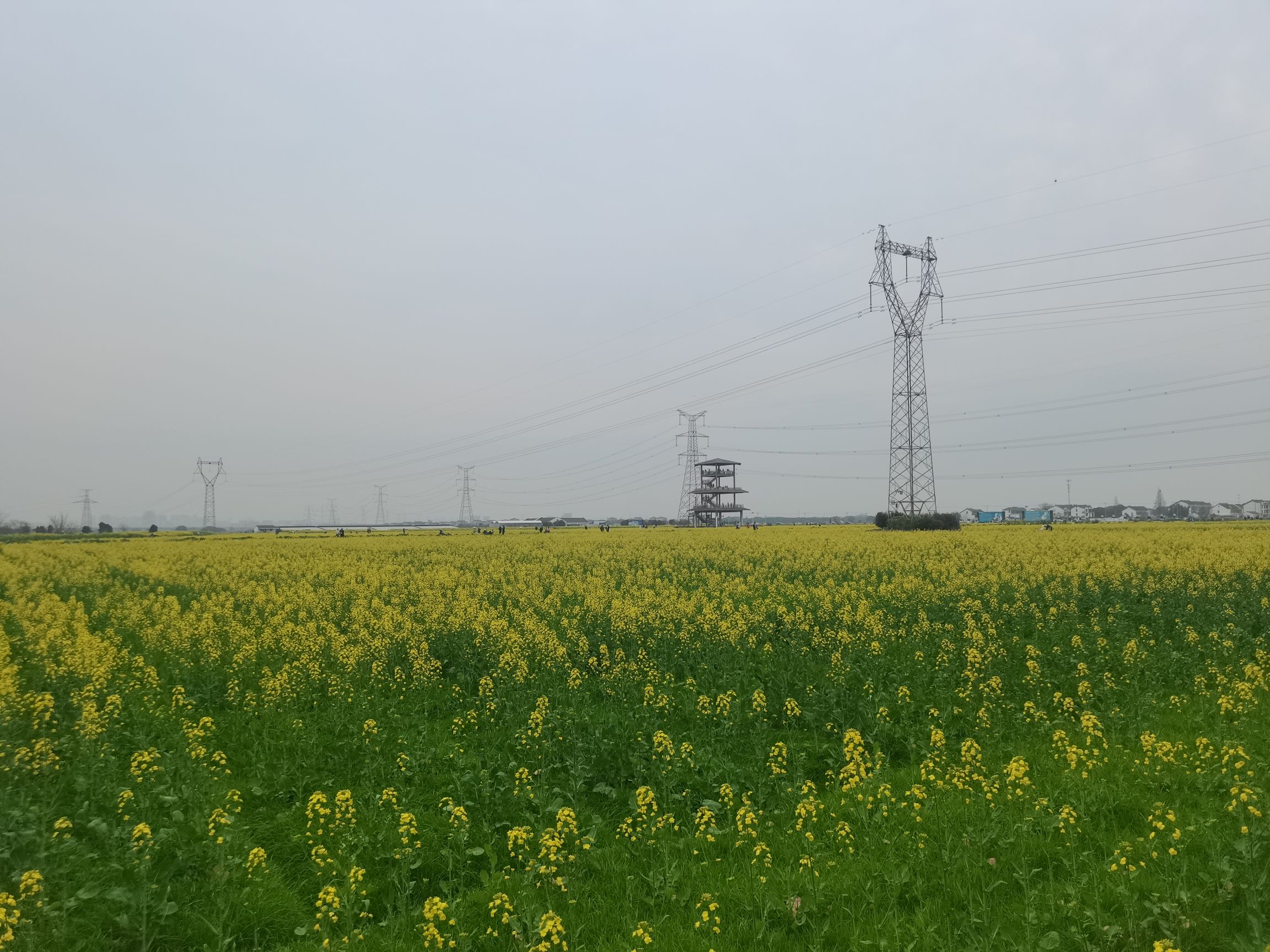 北联村油菜花瞭望台旅行图片 1