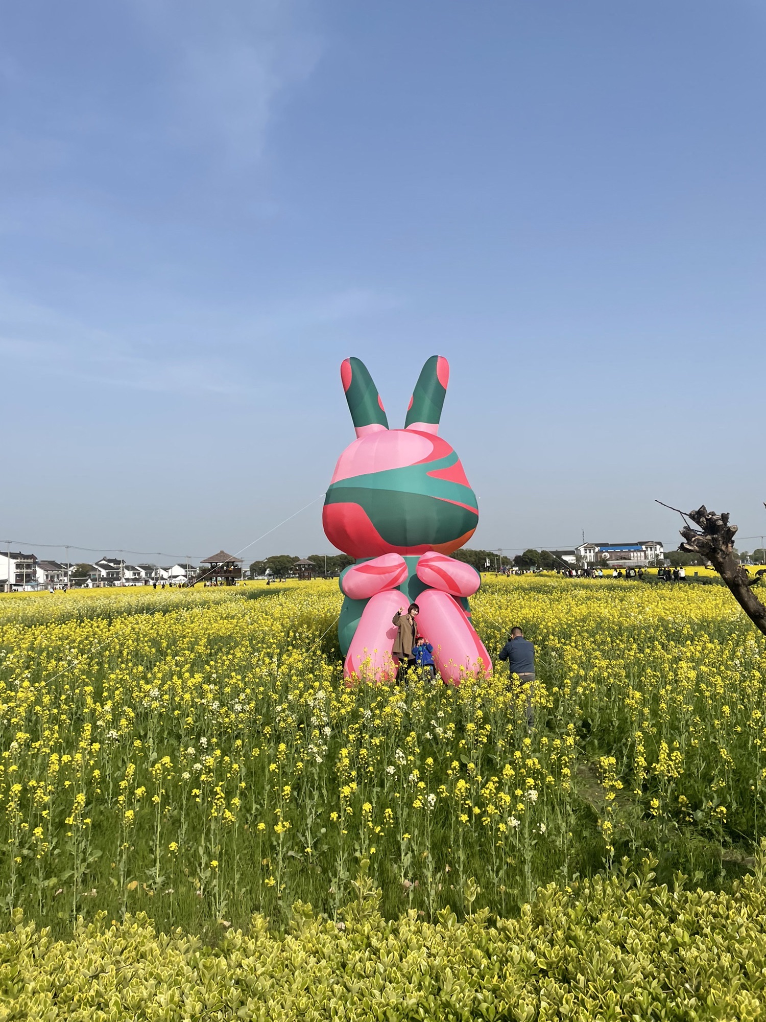 北联村油菜花瞭望台旅行图片 1
