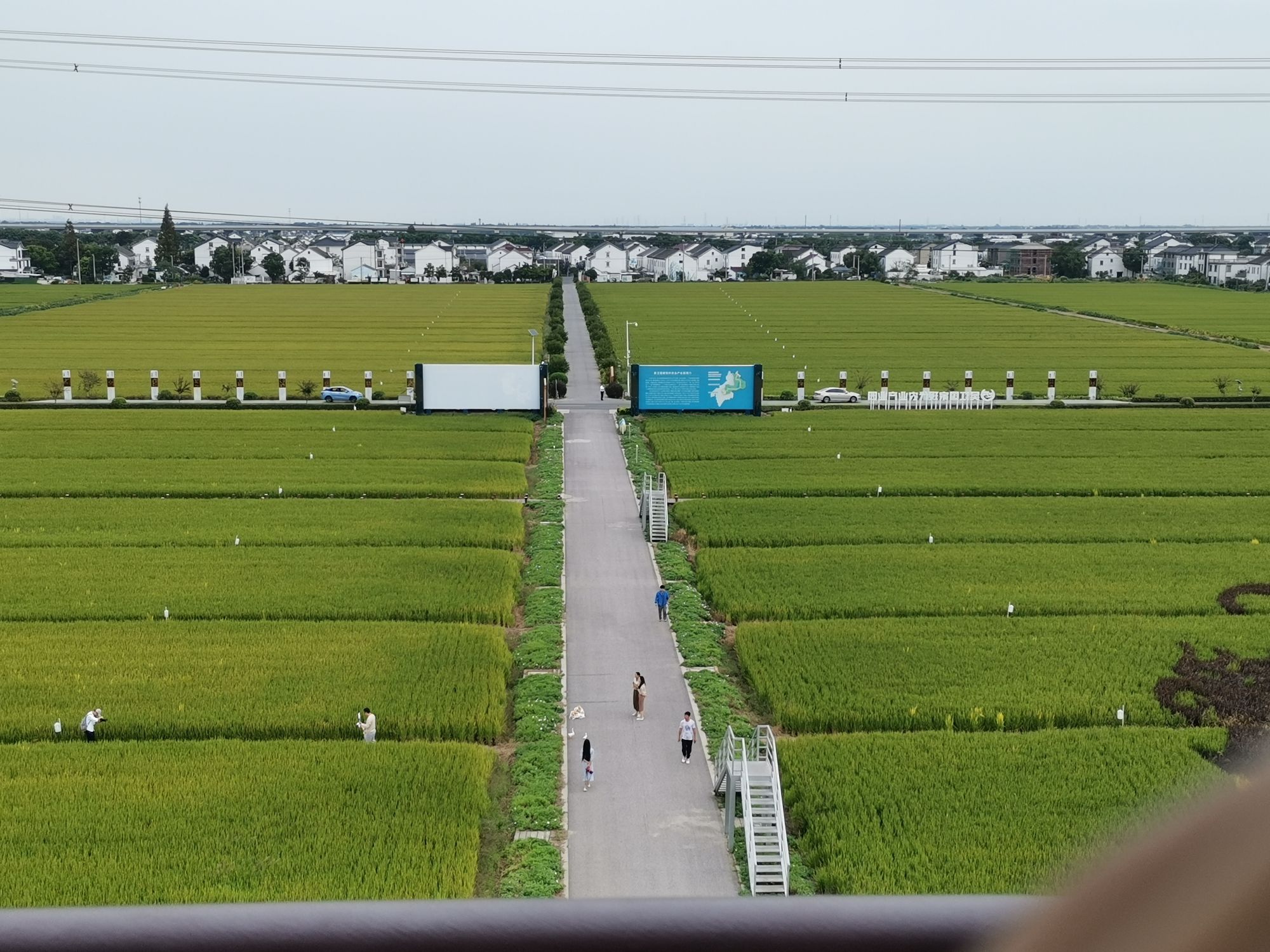 北联村油菜花瞭望台旅行图片 1