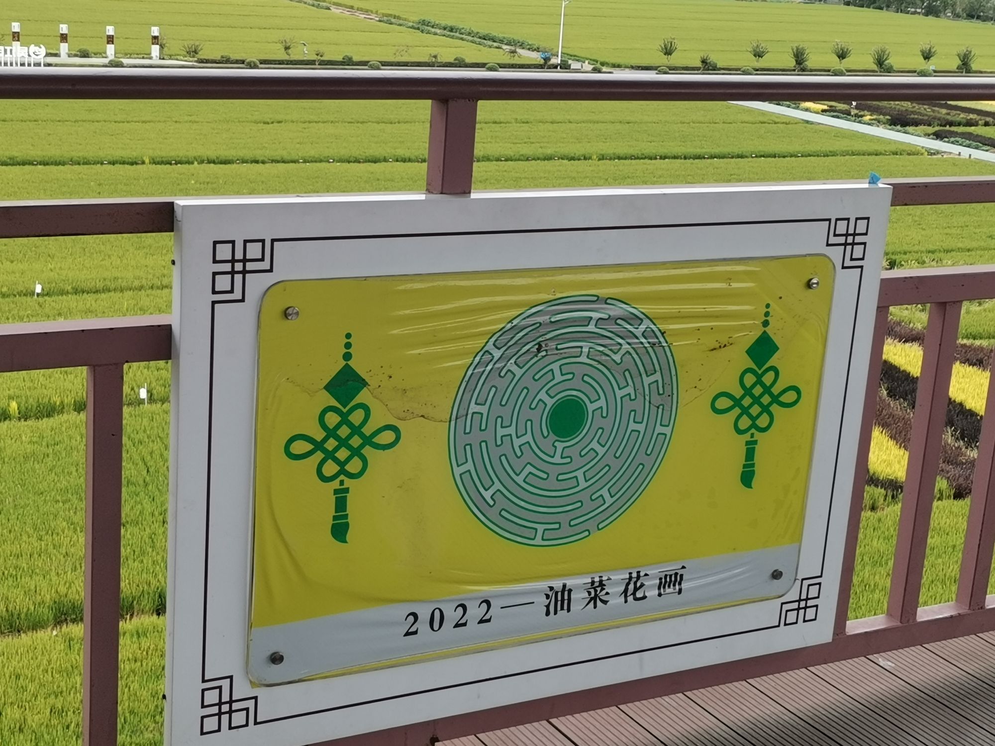 北联村油菜花瞭望台旅行图片 3