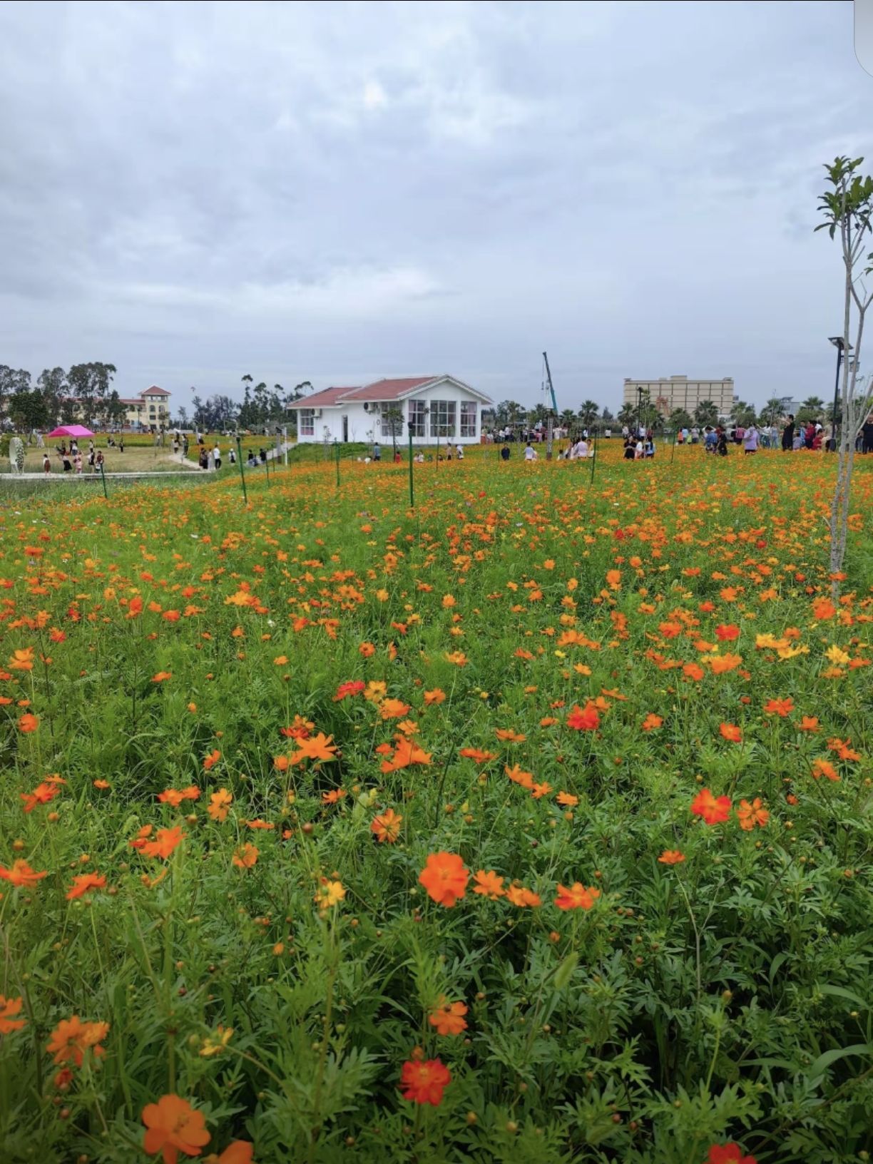 菜堂湿地公园旅行图片 3