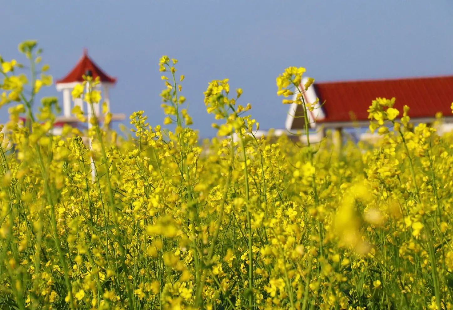 菜堂湿地公园旅行图片 1
