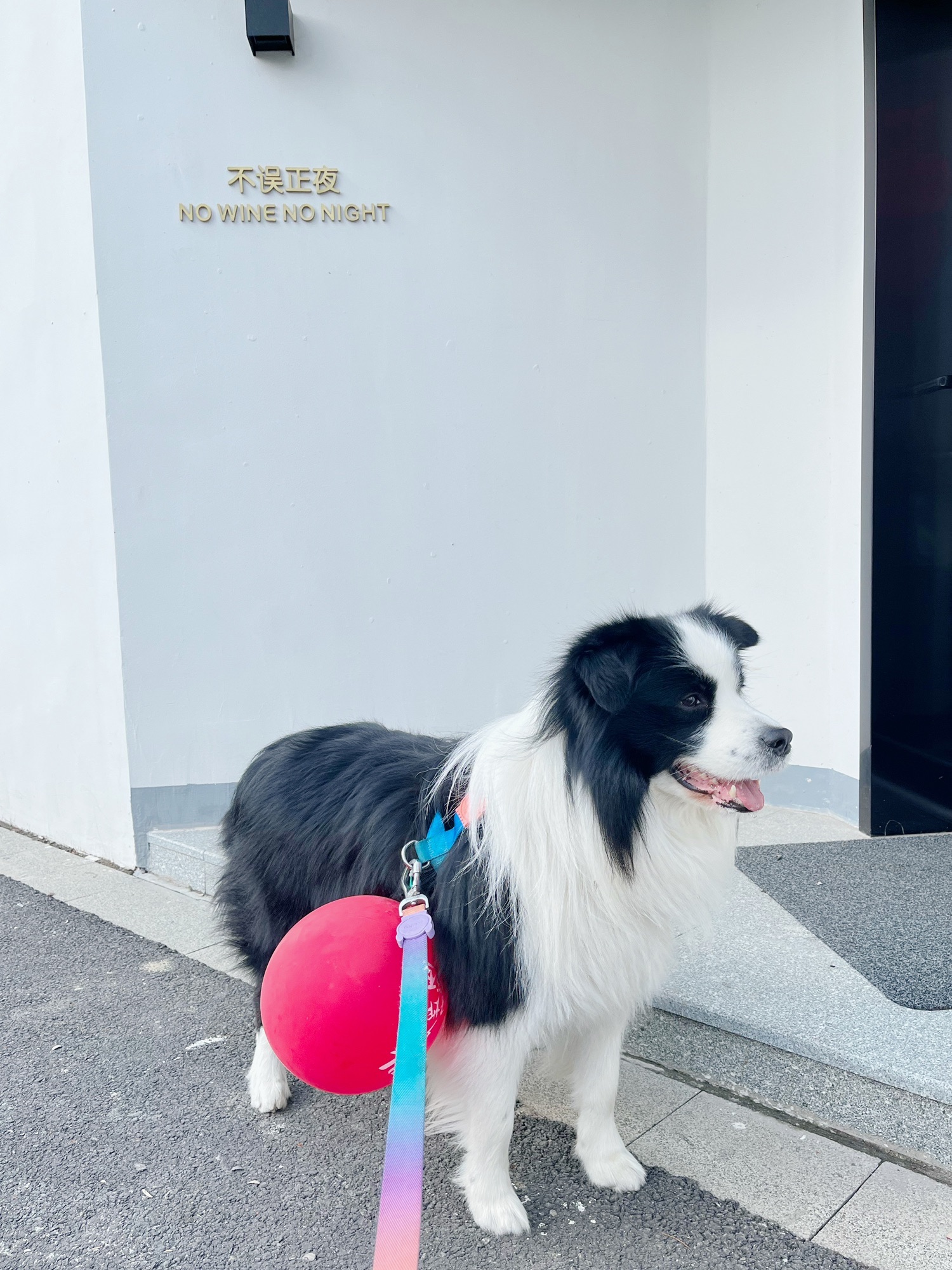 花开西庄旅行图片 1