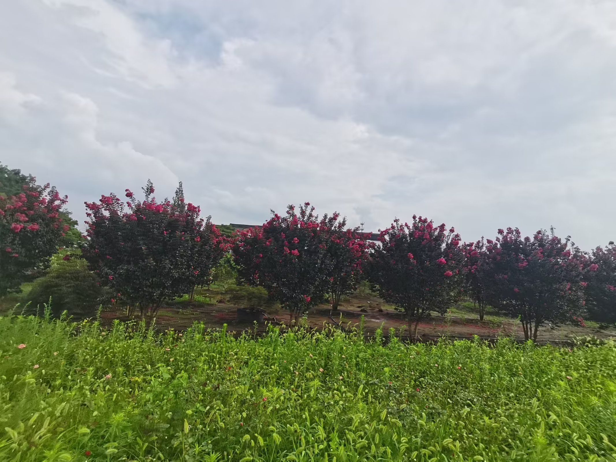 花开西庄旅行图片 3