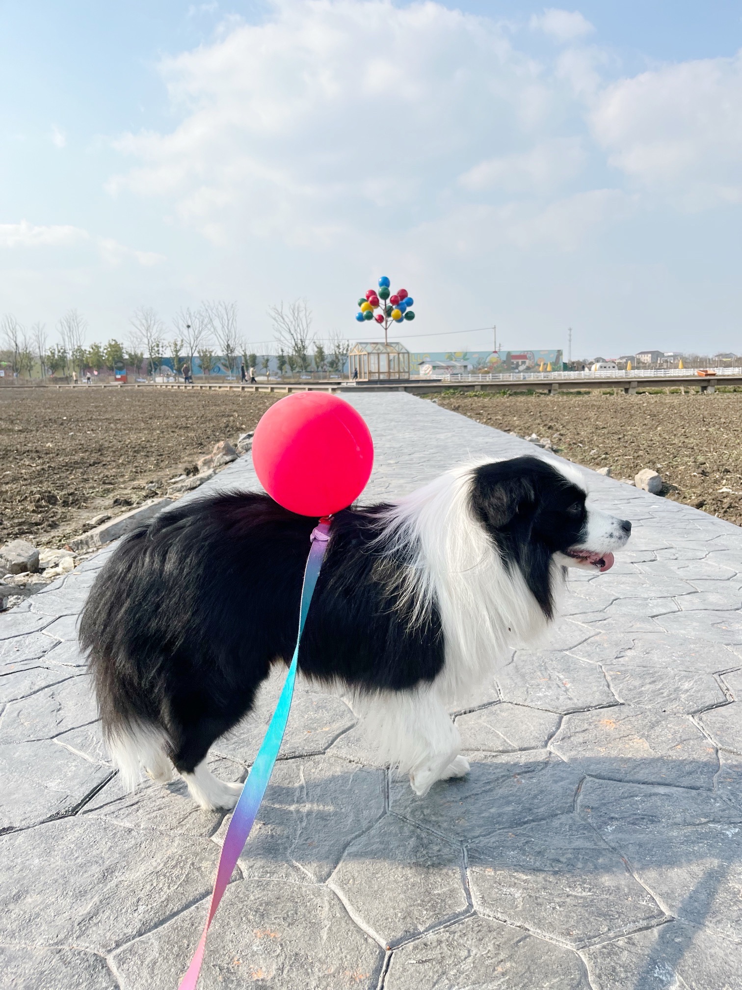 花开西庄旅行图片 3
