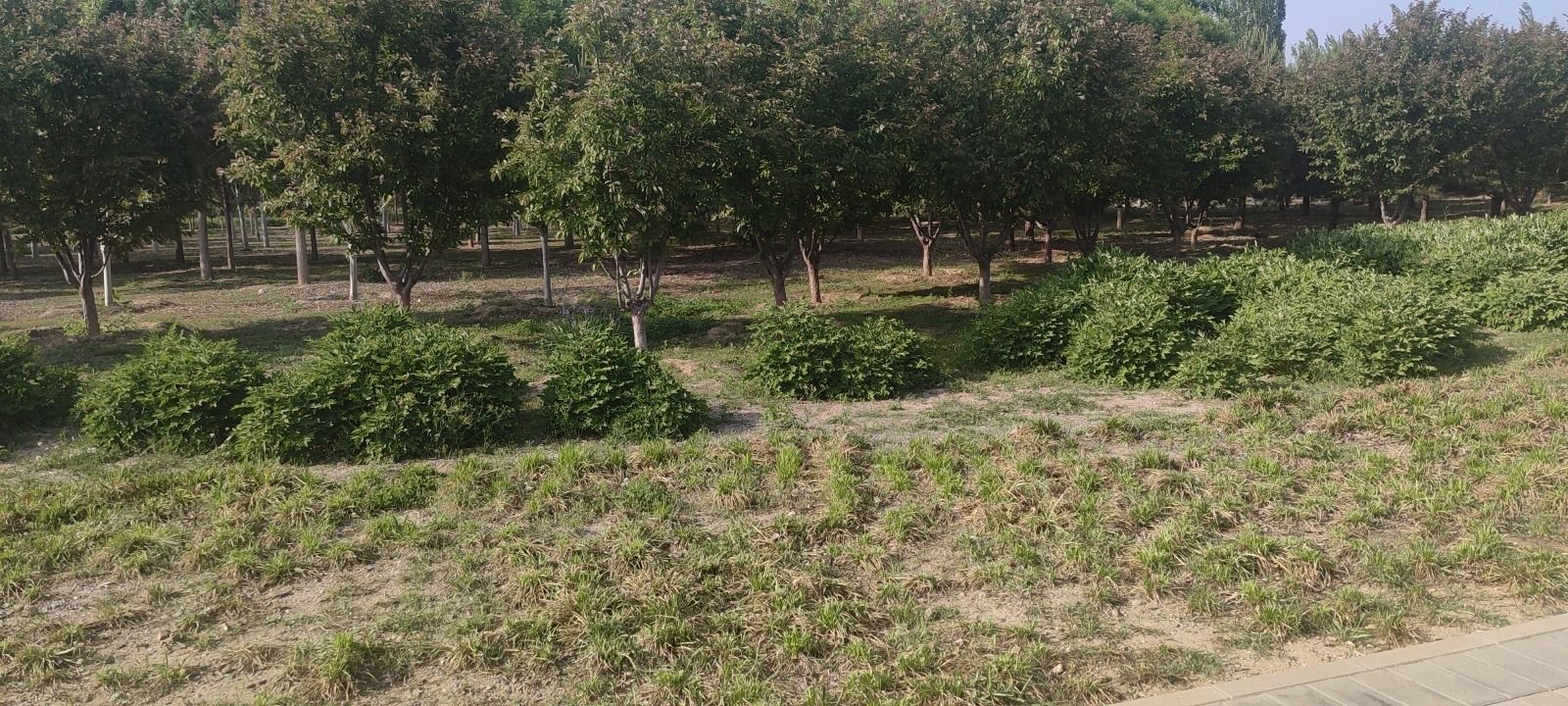 卢沟公园旅行图片 3