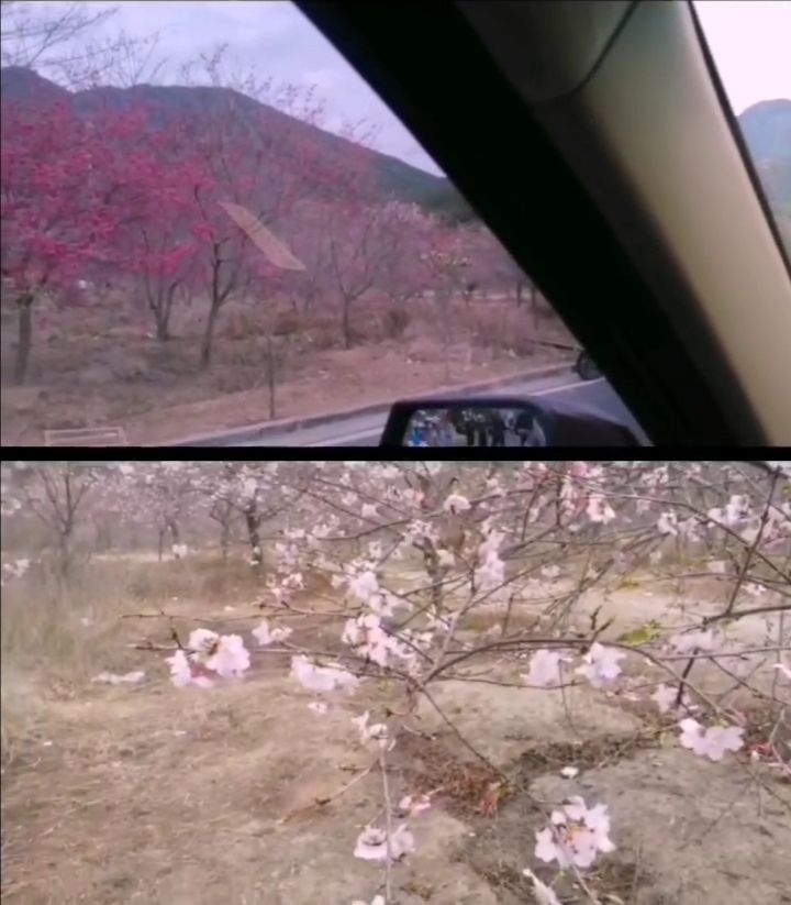 世外樱园旅行图片 1