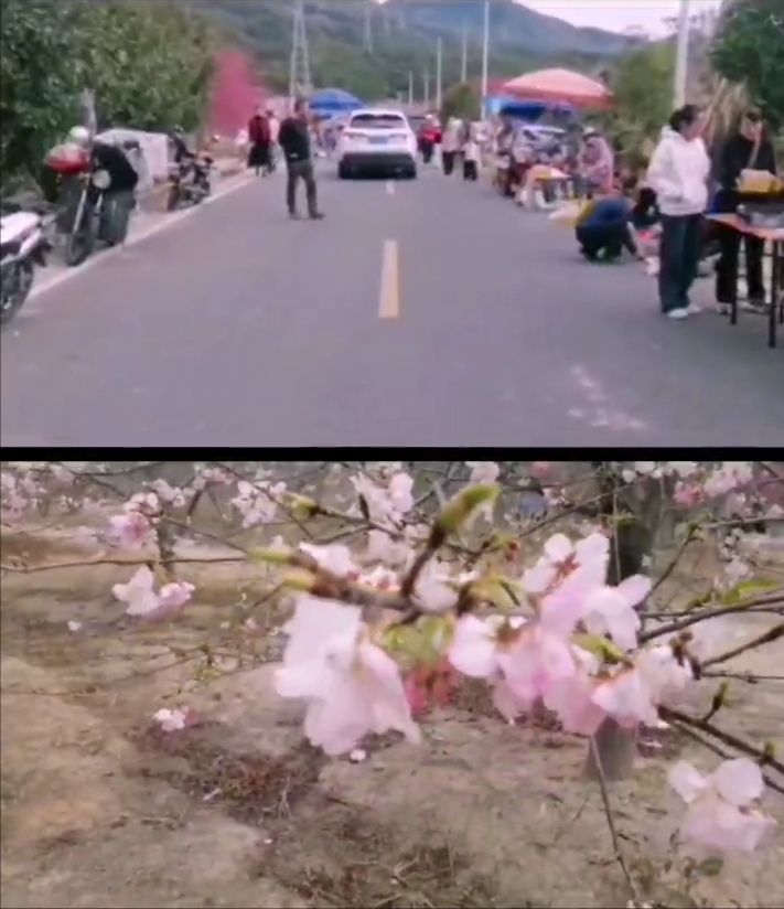 世外樱园旅行图片 2