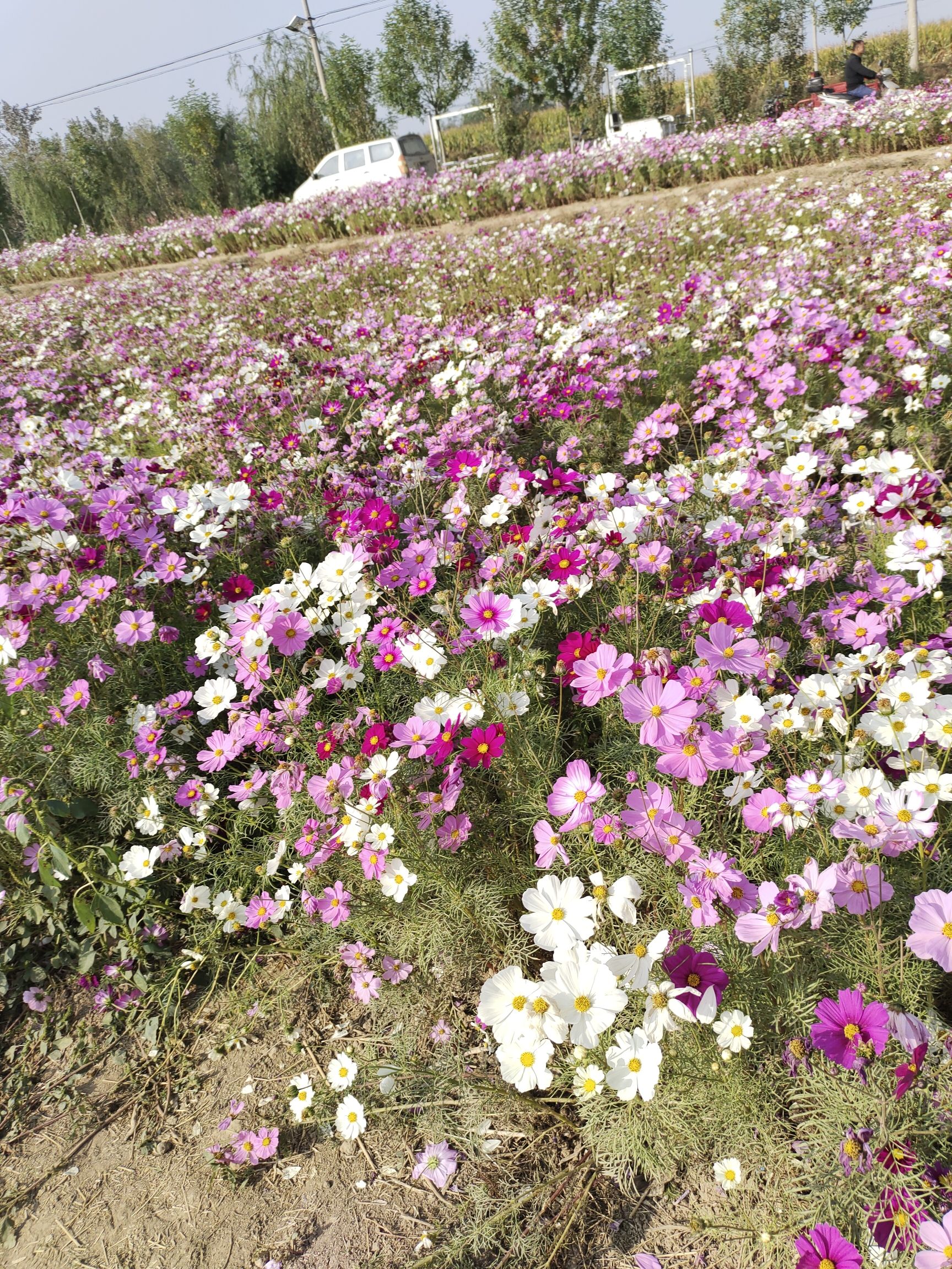 八角井文化公园旅行图片 2