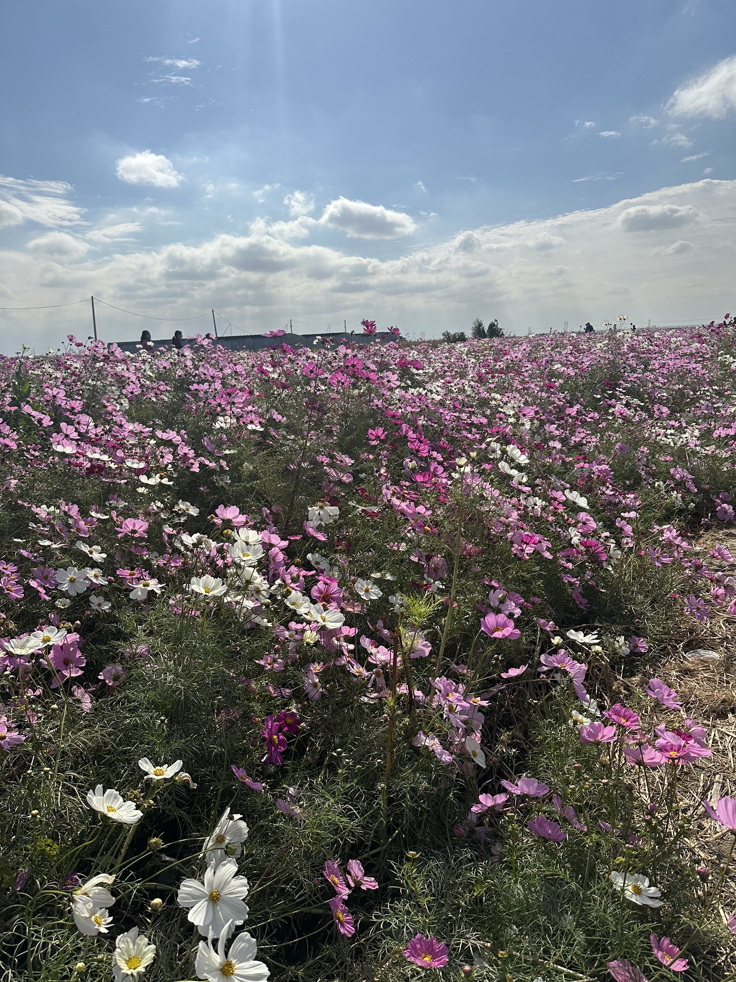 八角井文化公园旅行图片 1