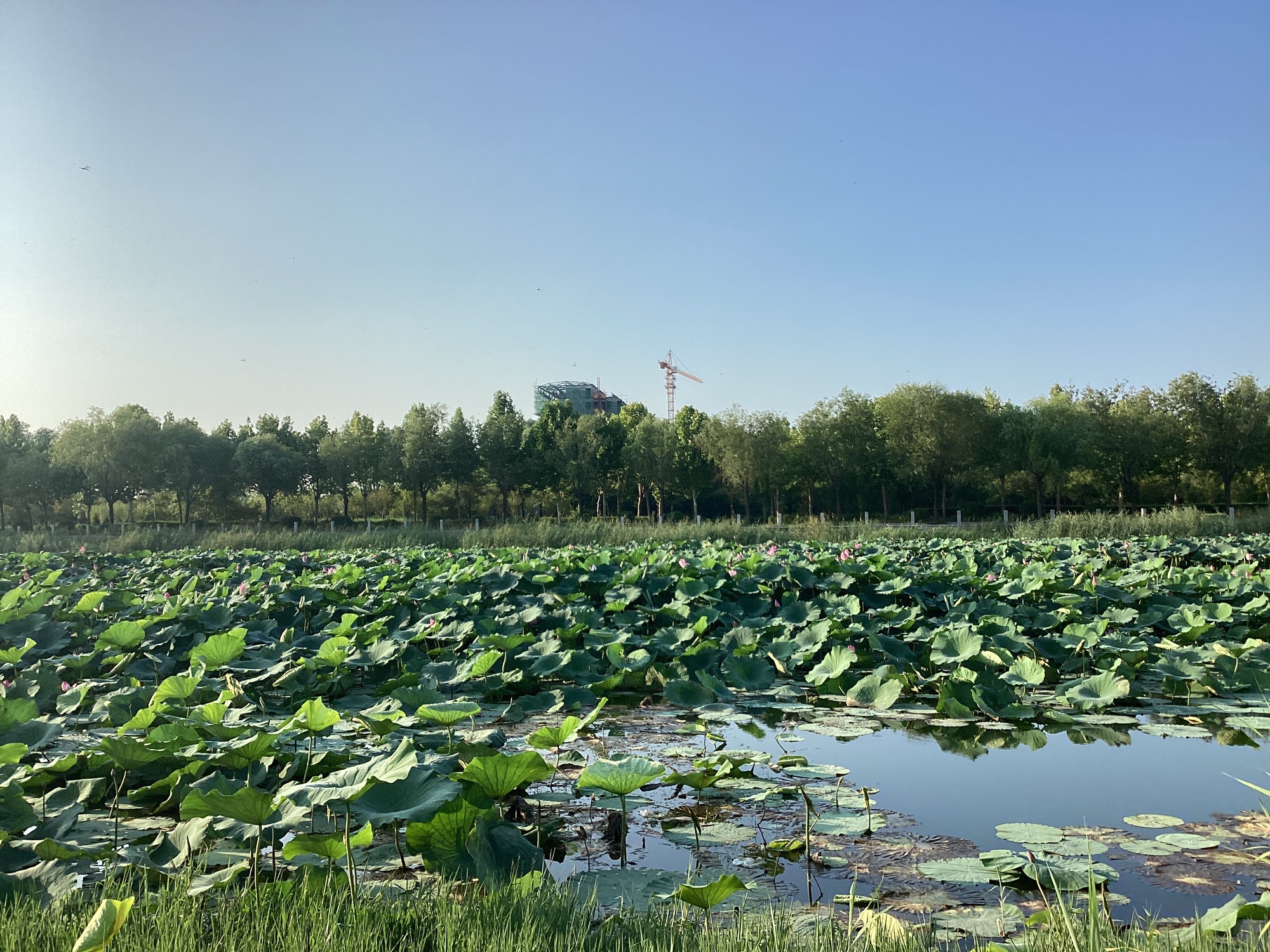 逍遥湖公园旅行图片 3