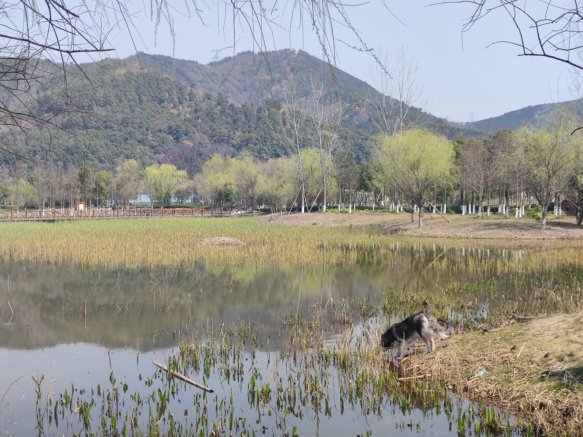 小浃江湿地示范园旅行图片 2