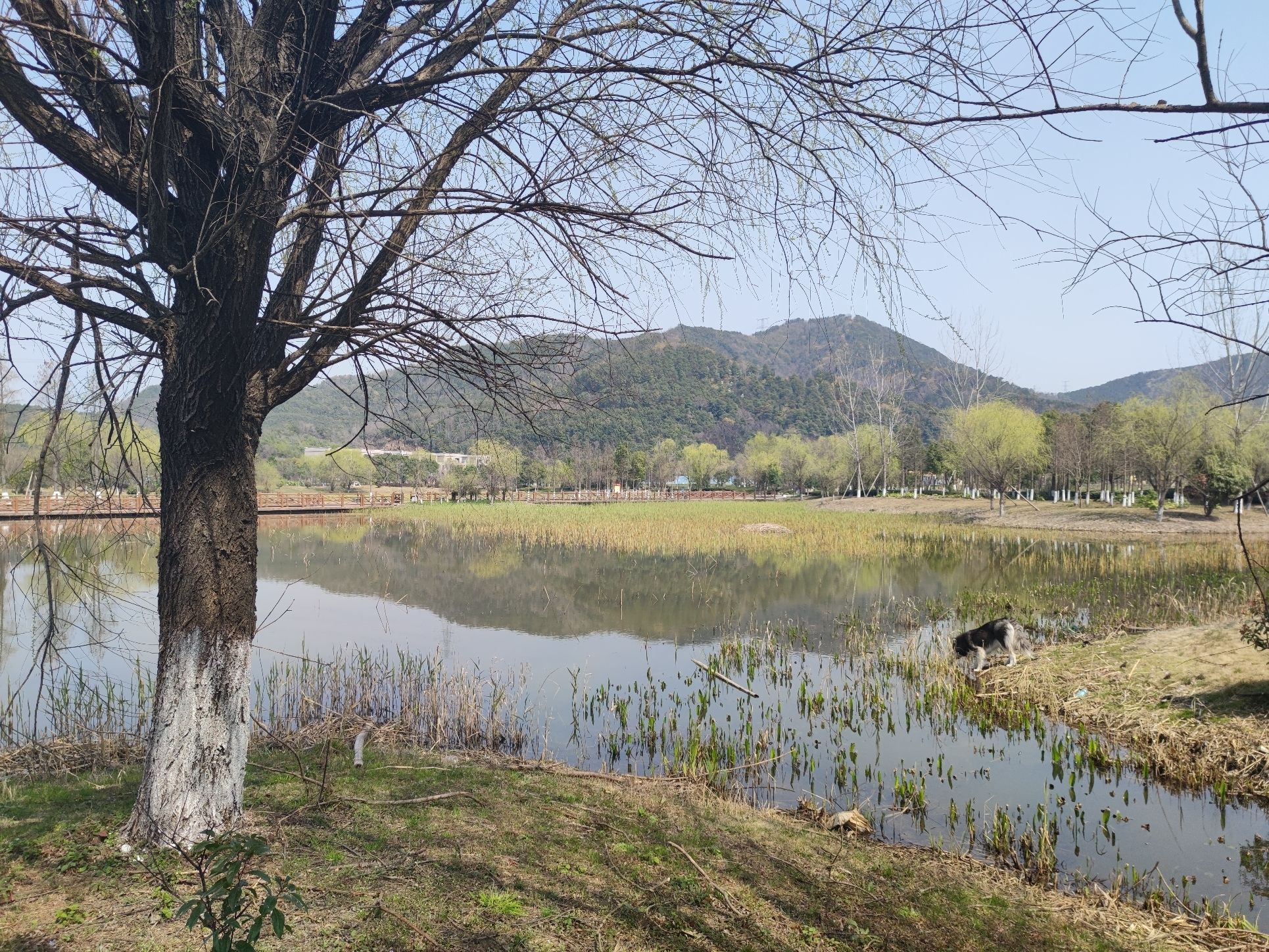 小浃江湿地示范园旅行图片 3