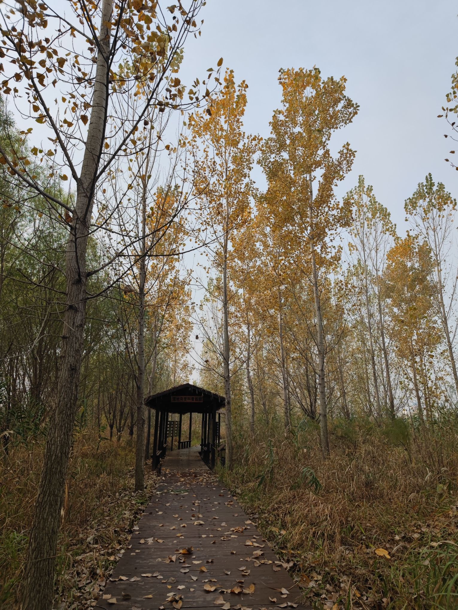吉利黄河湿地国家级自然保护区旅行图片 2