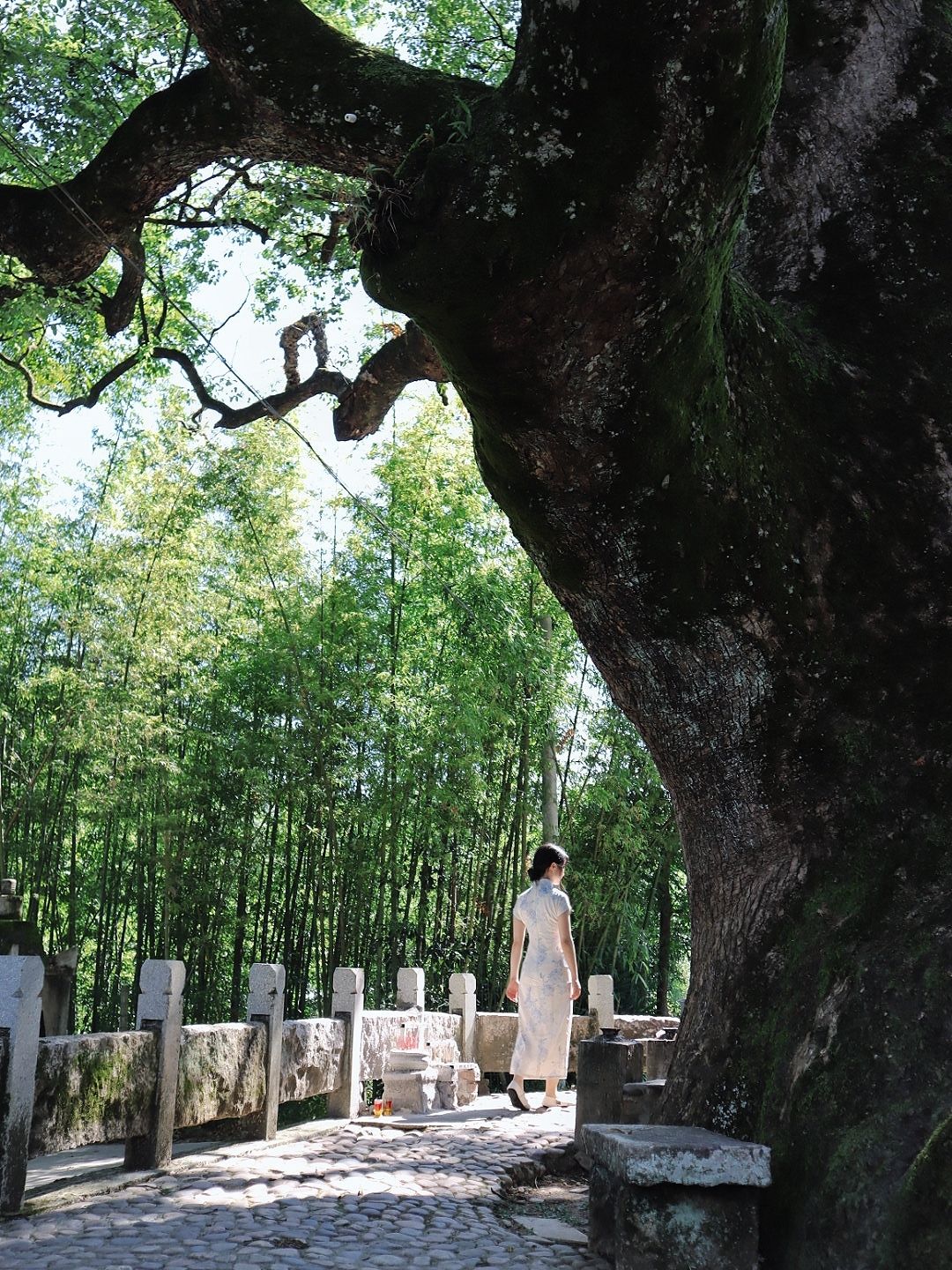 千年樟抱佛旅行图片 3