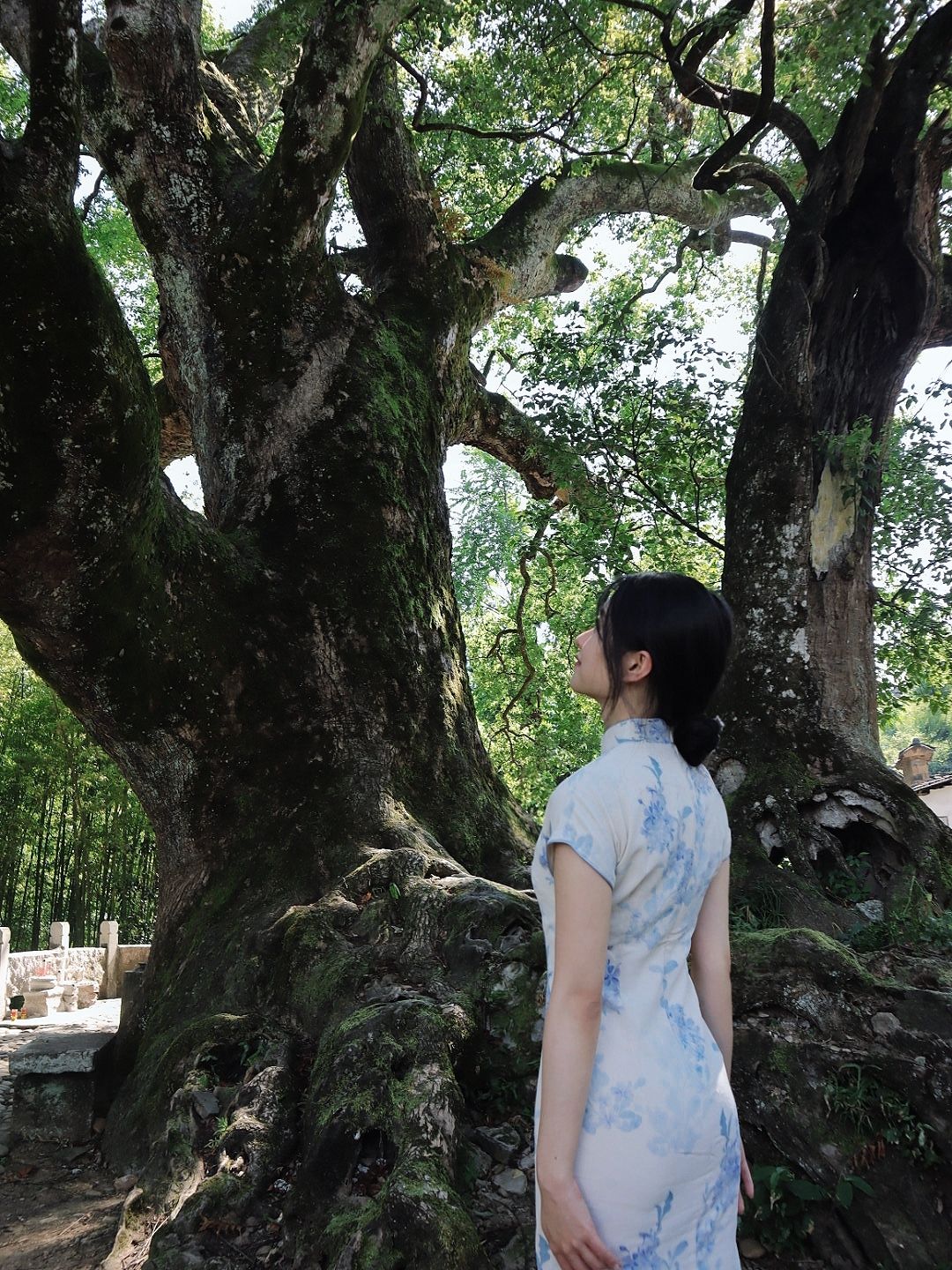 千年樟抱佛旅行图片 2