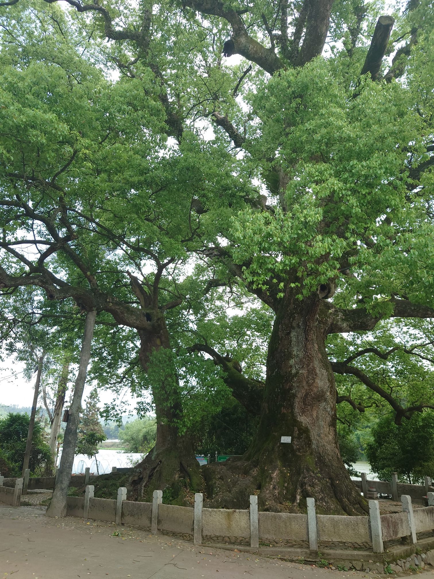 樟树抱佛