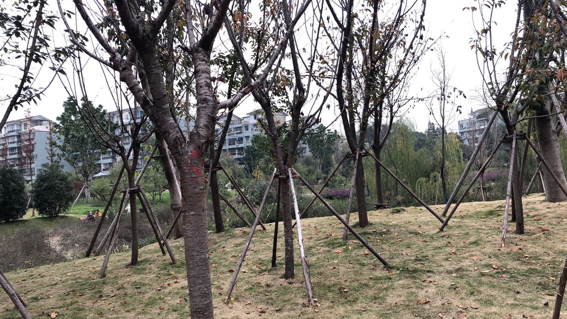 犀浦梓潼公园旅行图片 3