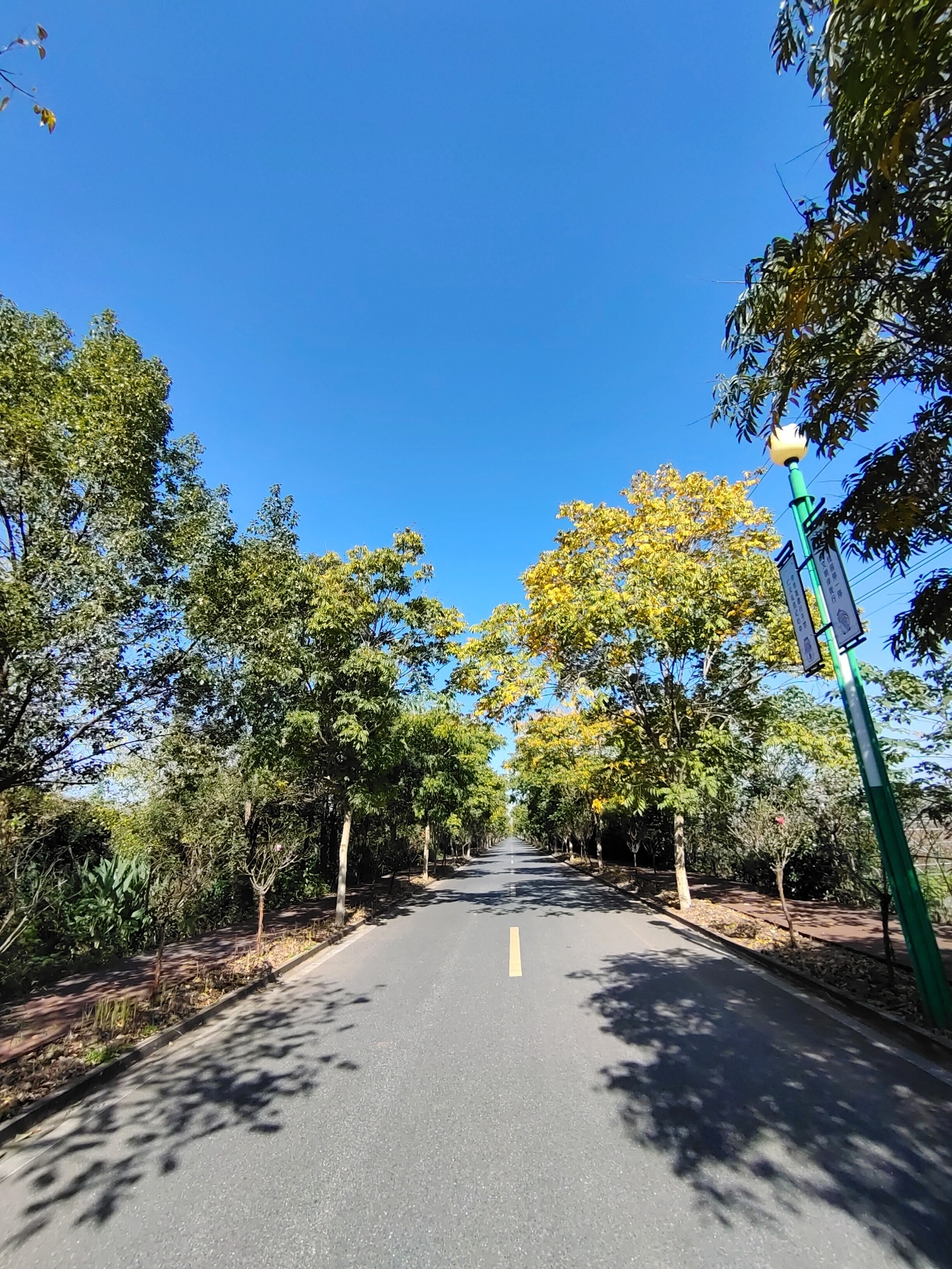 莲花国际未来社区湿地公园旅行图片 1
