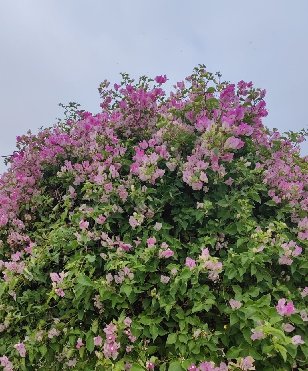 四季花海旅行图片 1