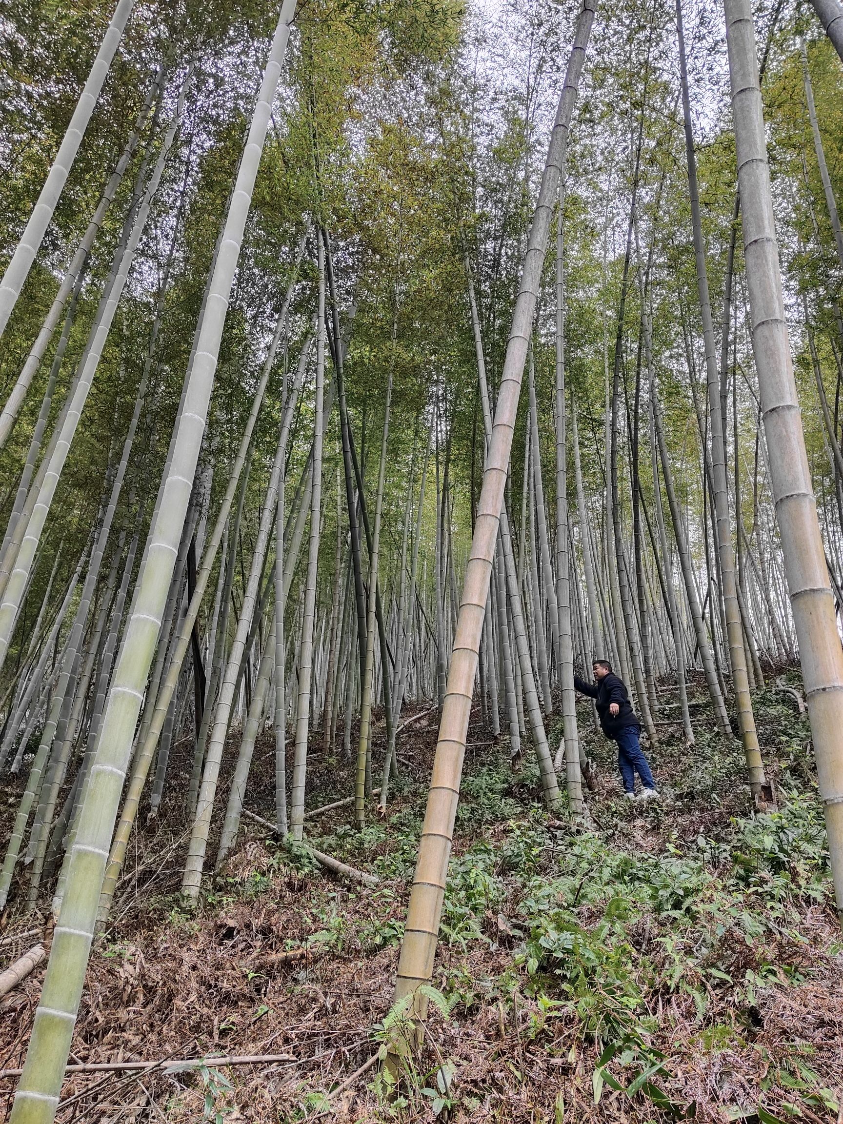 武义庐峰仙境大莱口风景名胜区旅行图片 2