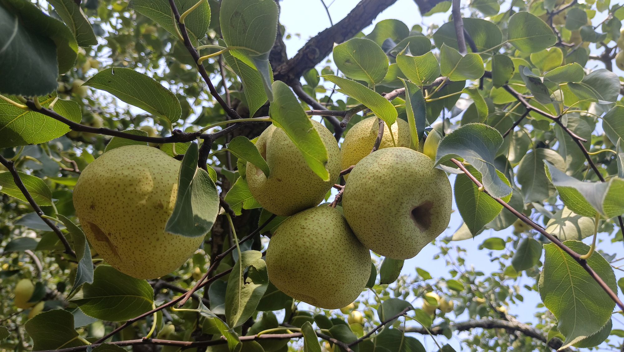 梨花小镇旅行图片 3