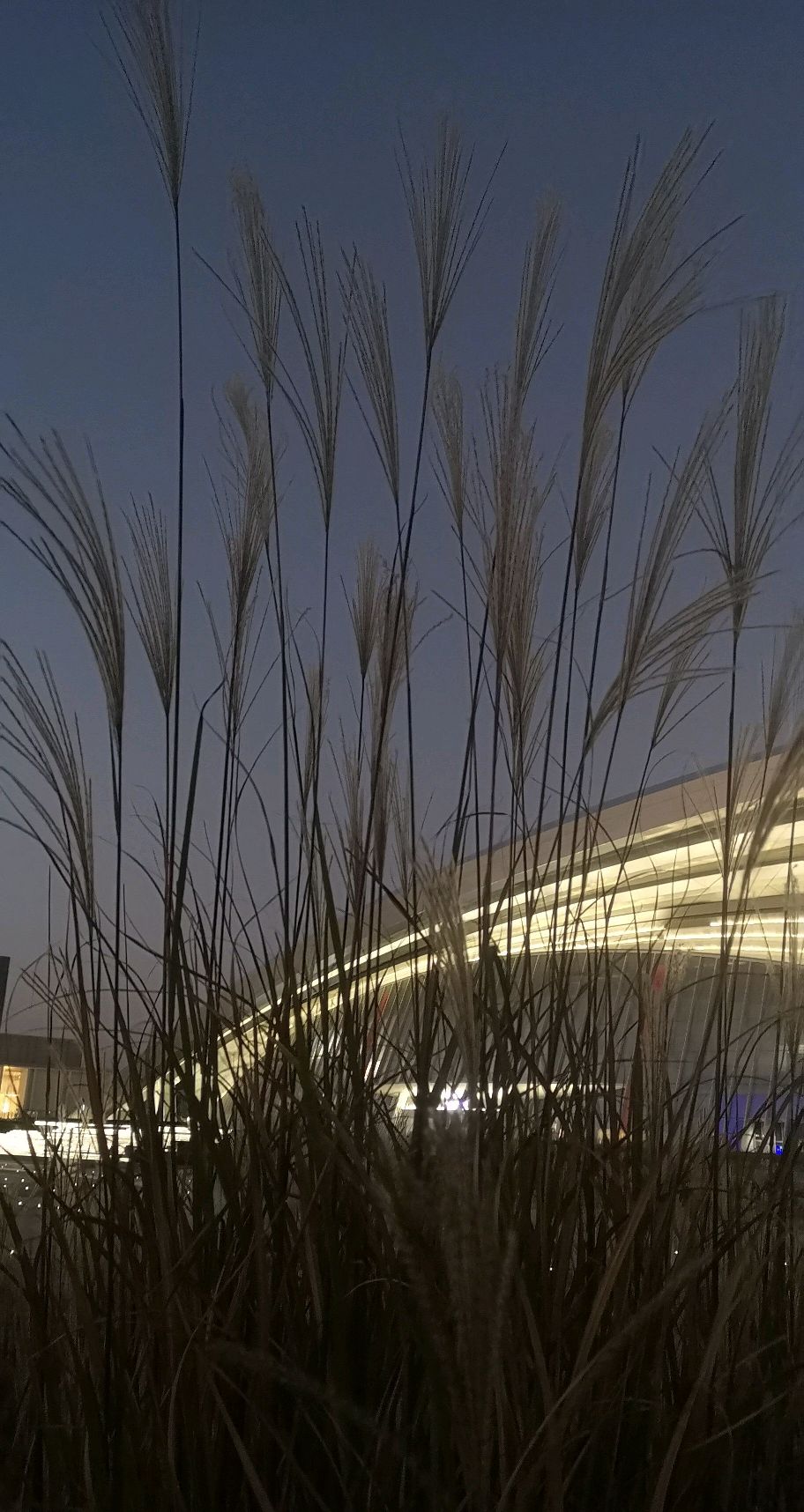 盐城湿地博物园旅行图片 1