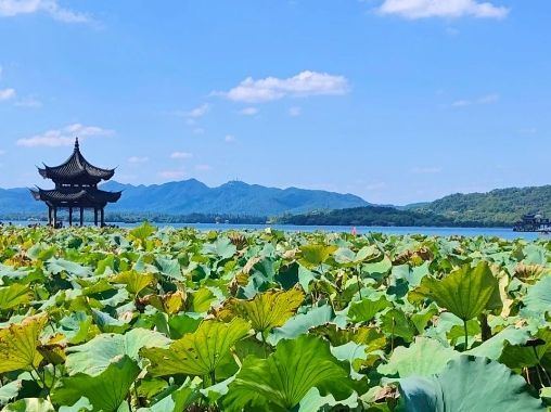 西湖风景区-荷花区