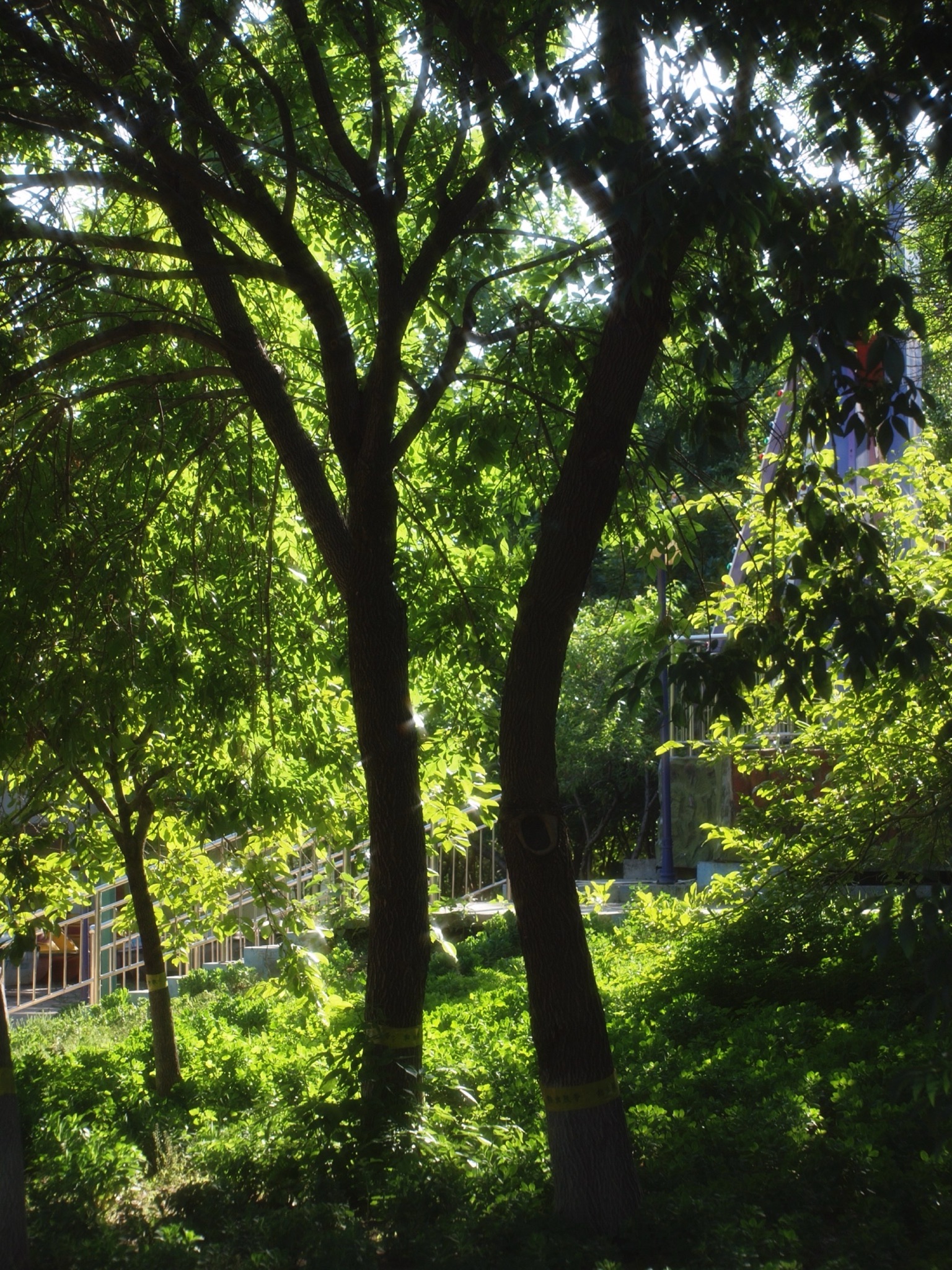 欢乐岛旅行图片 3