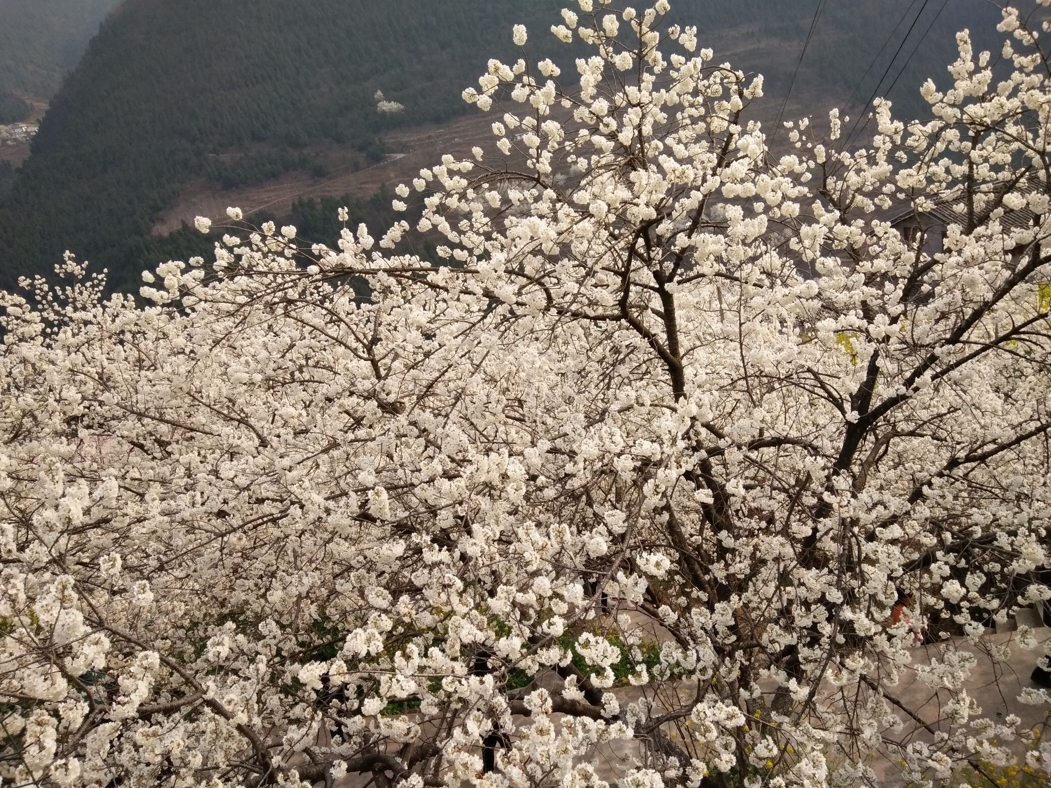 沙河镇樱花谷旅行图片 3