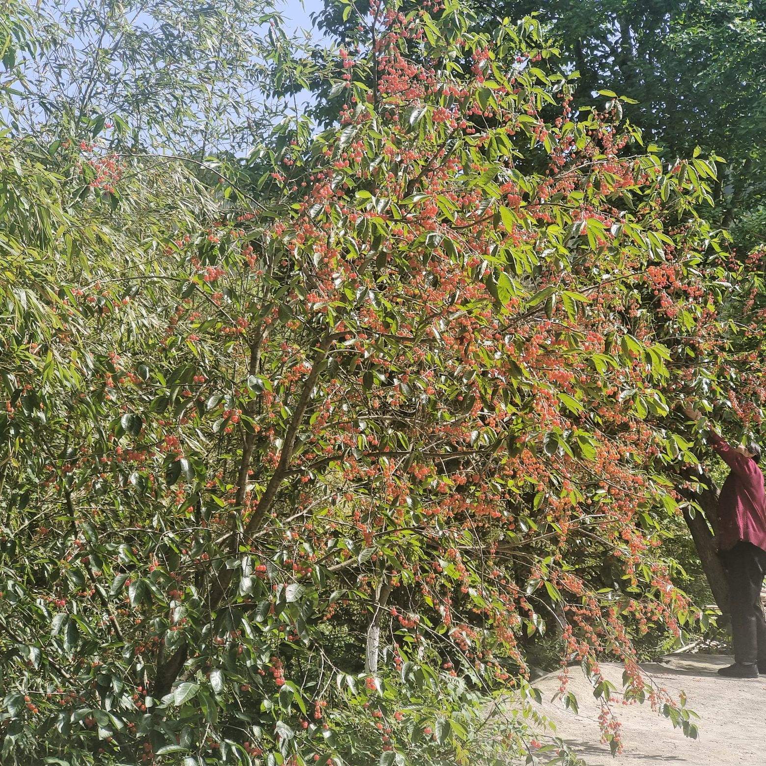 沙河镇樱花谷旅行图片 1