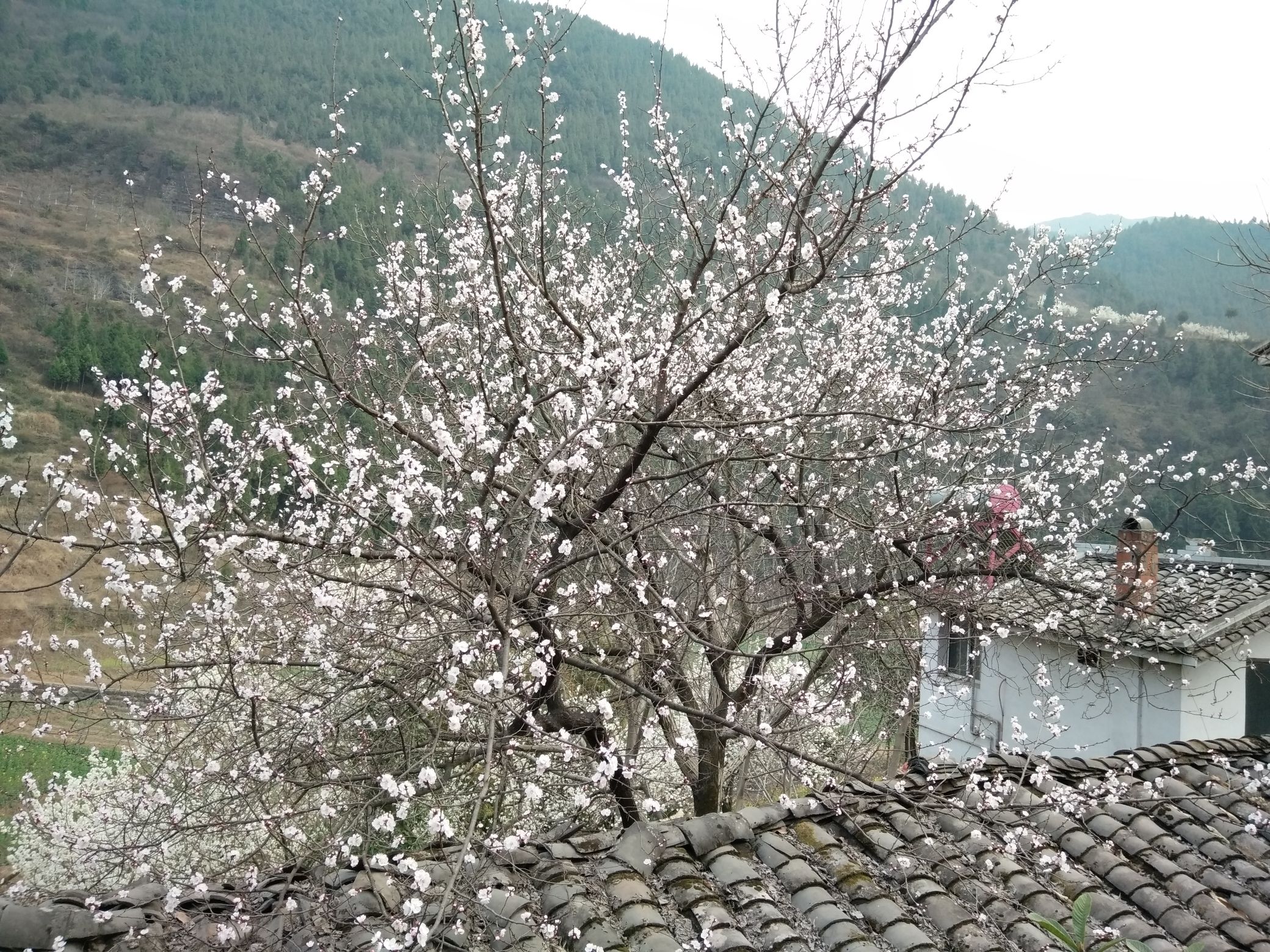 沙河镇樱花谷旅行图片 2