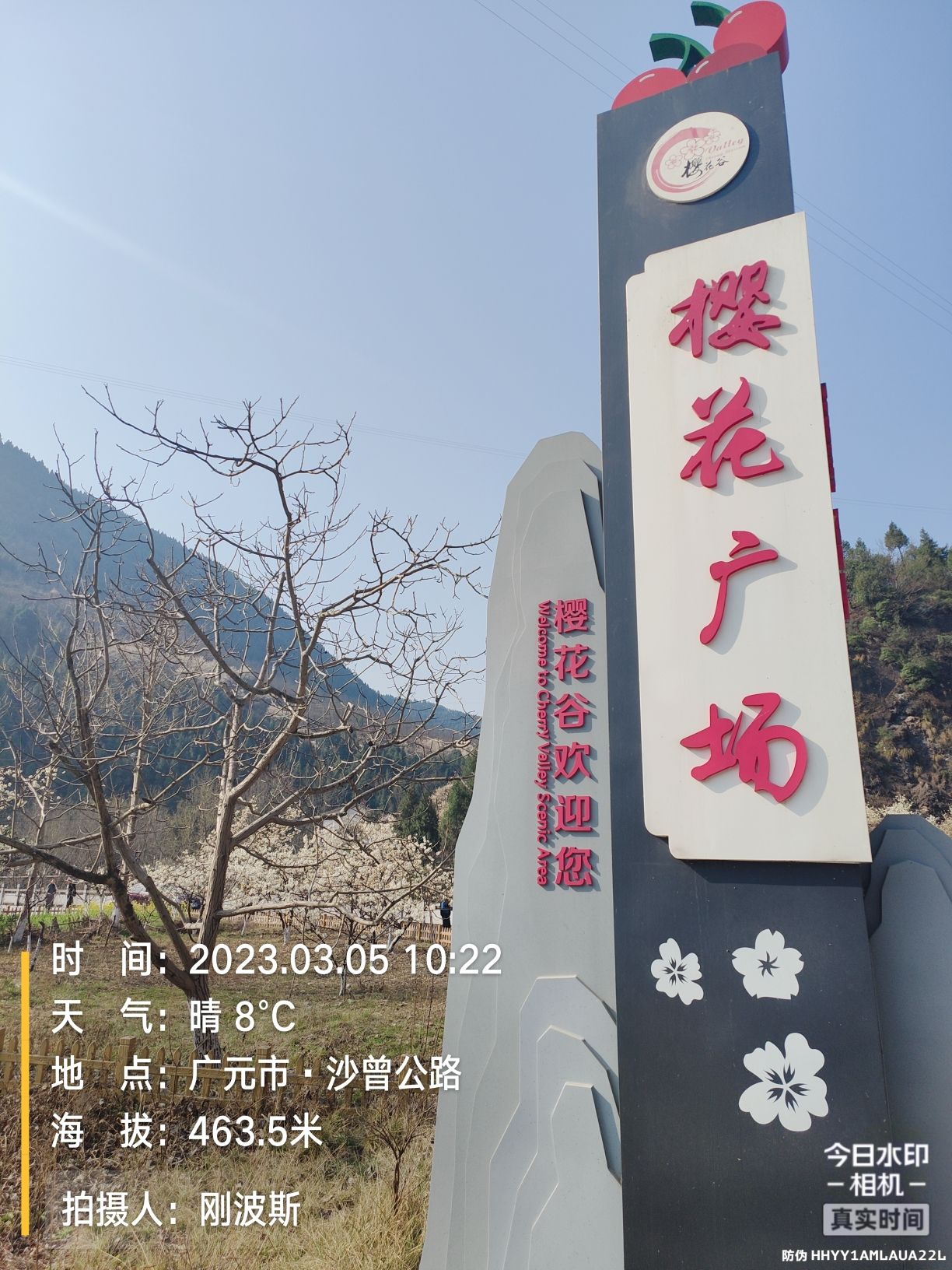 沙河镇樱花谷旅行图片 1