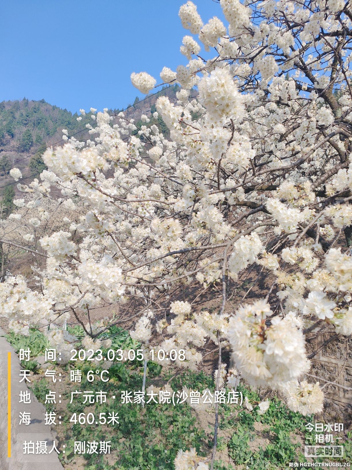 沙河镇樱花谷旅行图片 2