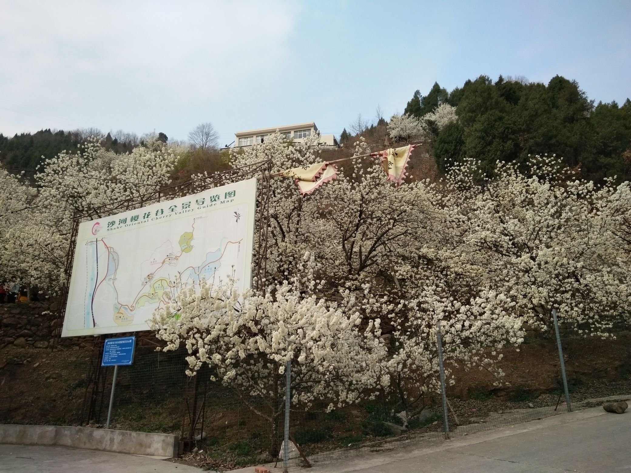 沙河镇樱花谷旅行图片 1