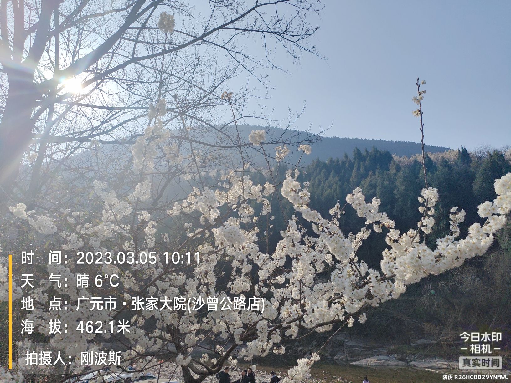 沙河镇樱花谷旅行图片 3