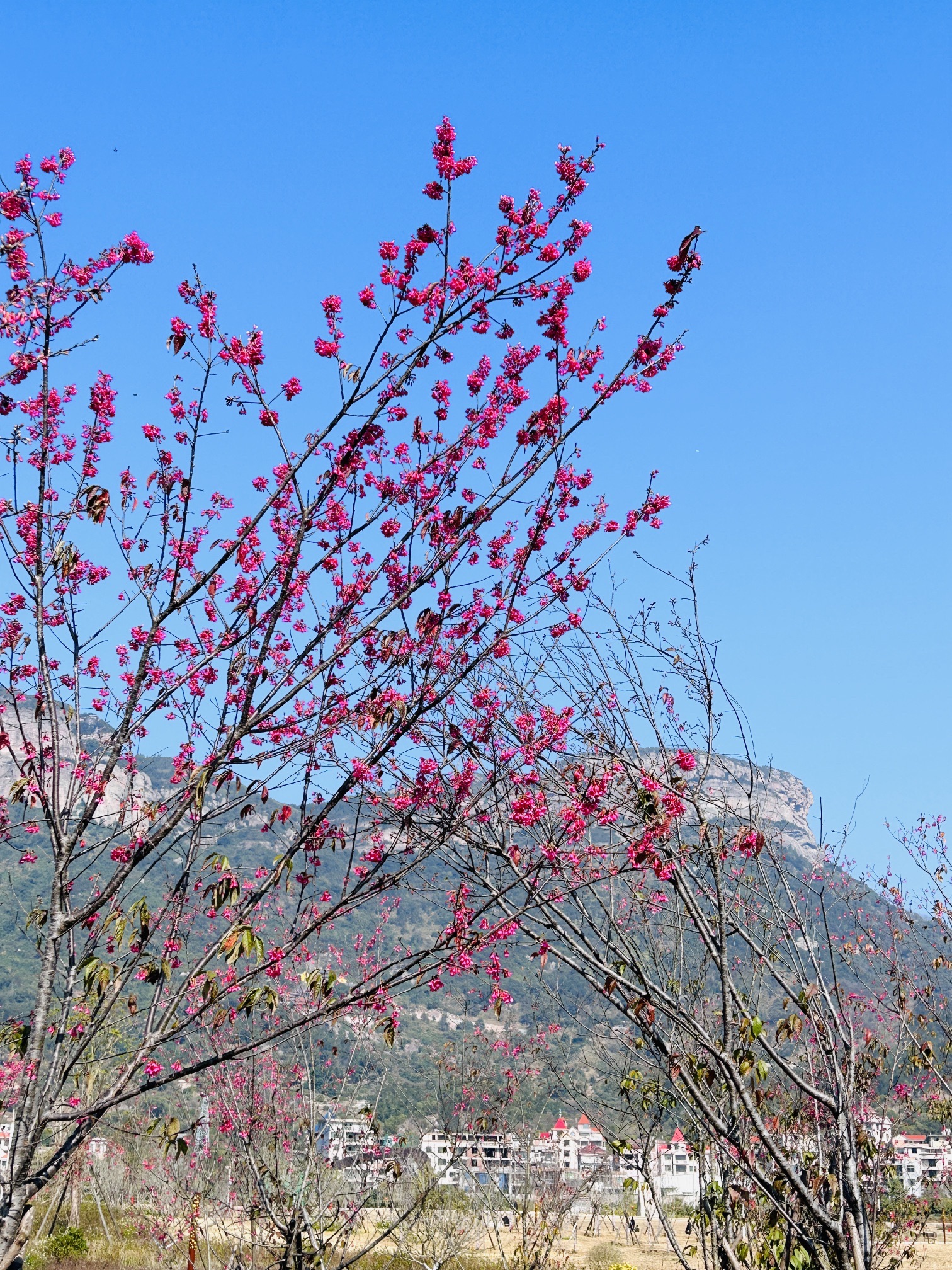 五虎山国家森林公园旅行图片 2