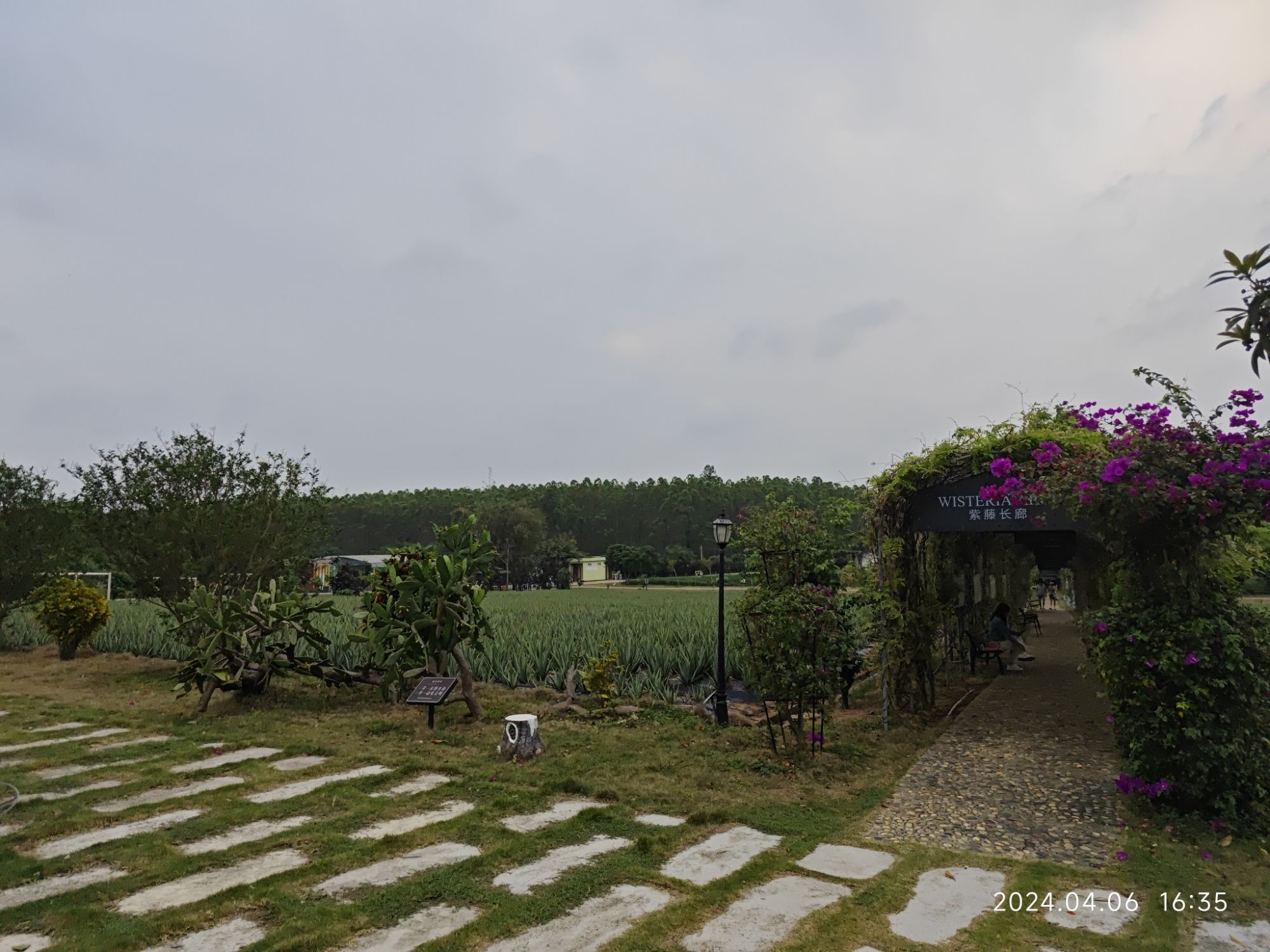 瑷露德玛芦荟庄园旅行图片 2
