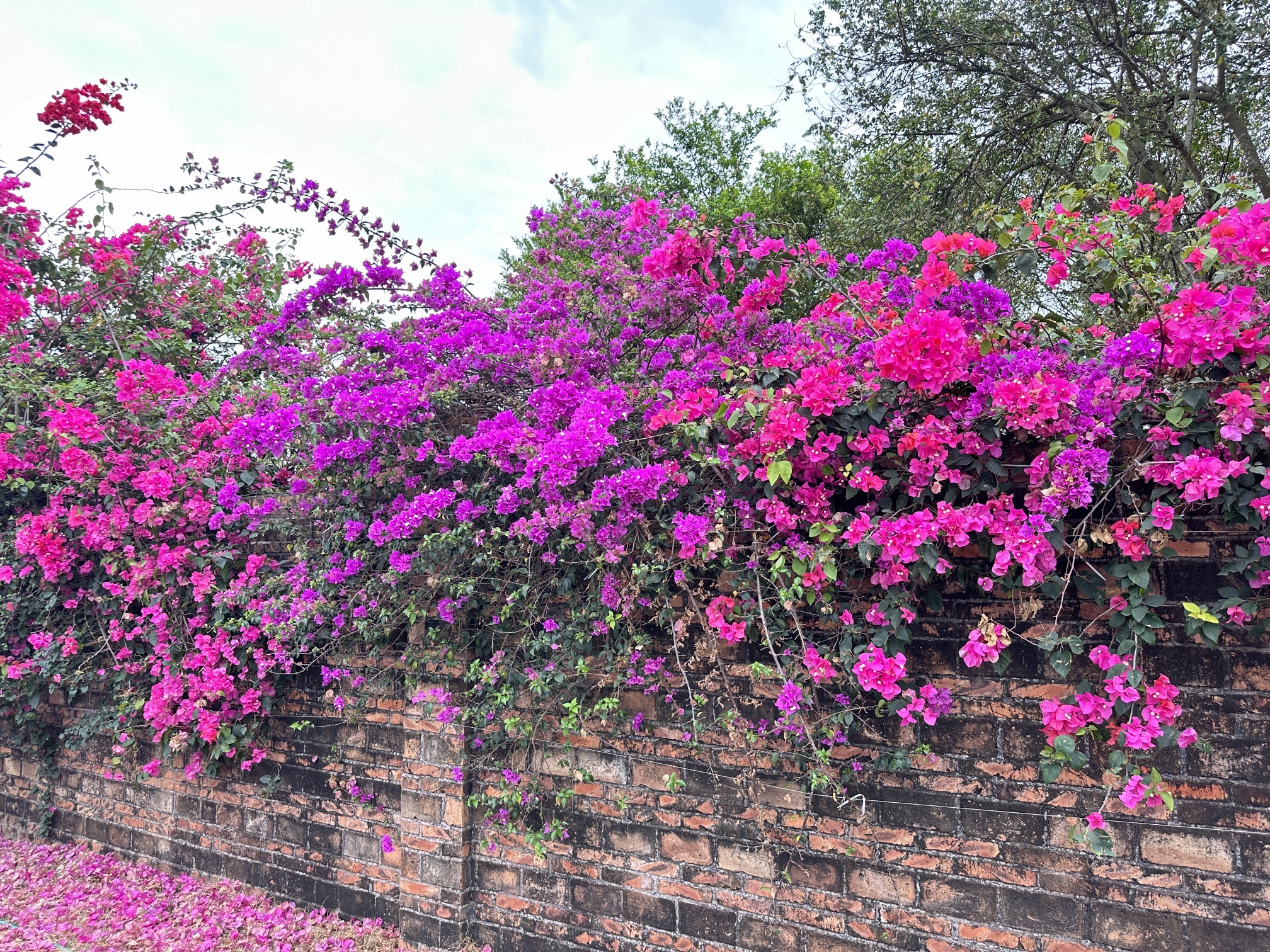 瑷露德玛芦荟庄园旅行图片 3