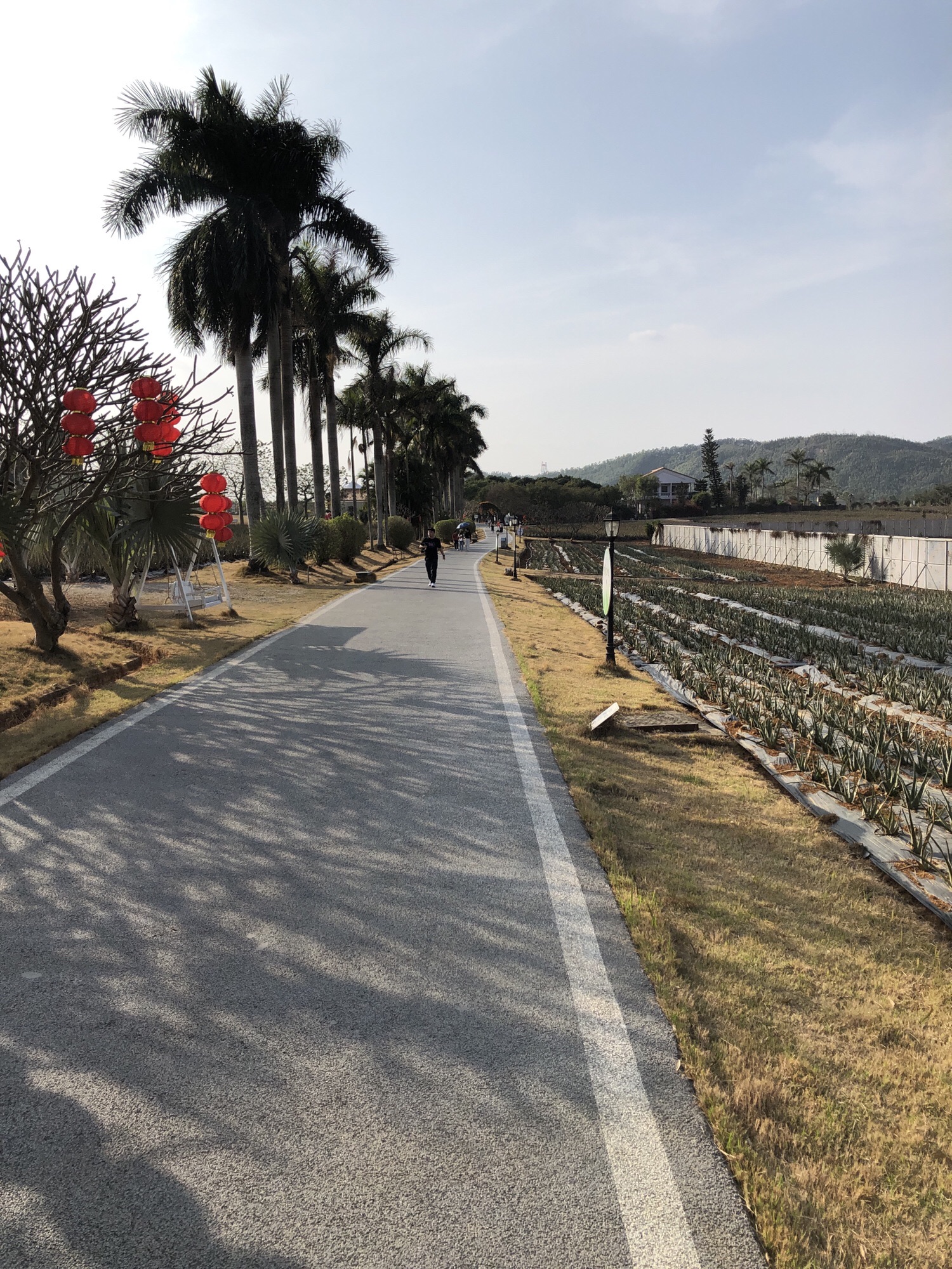 瑷露德玛芦荟庄园旅行图片 3
