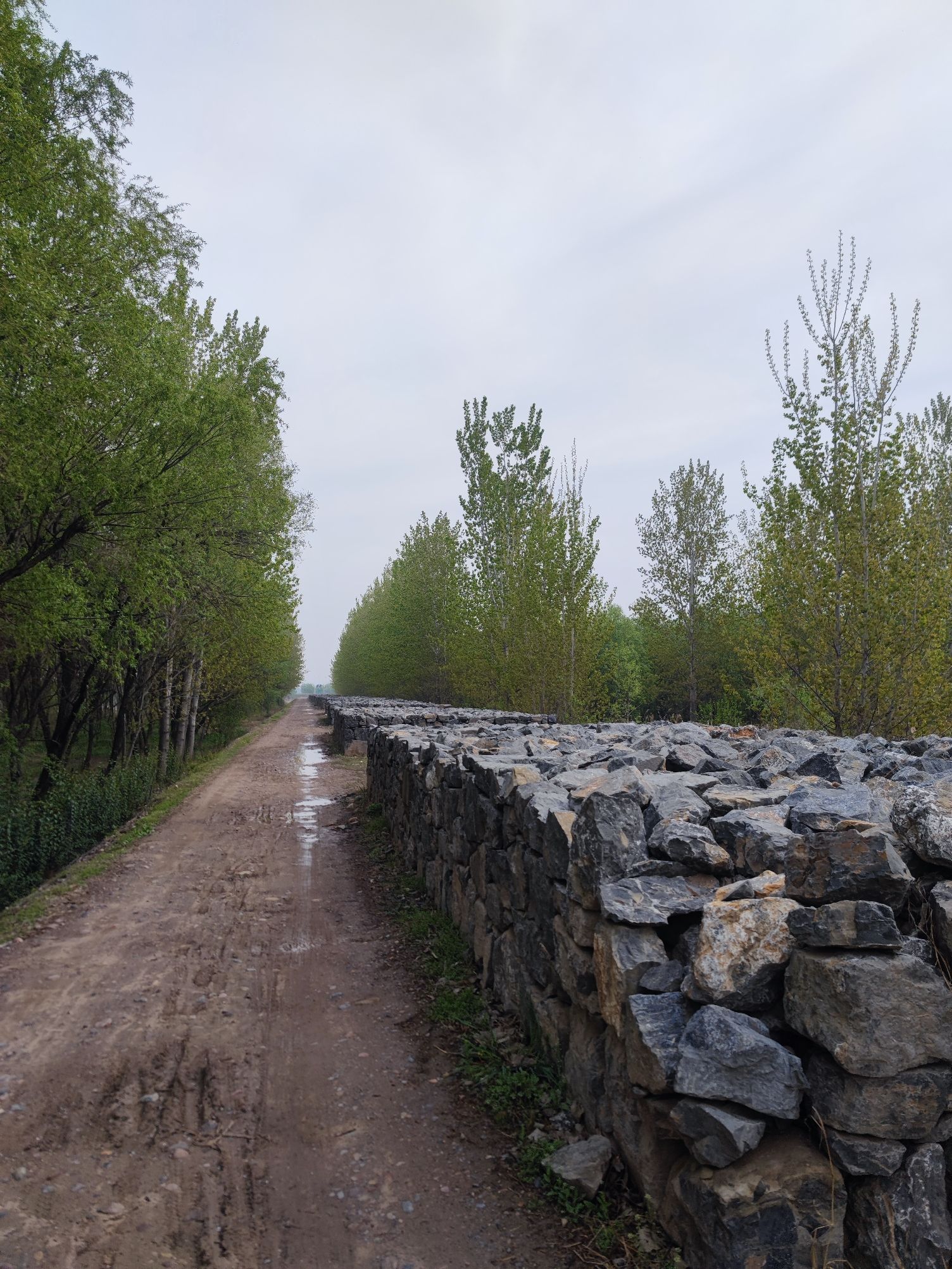 黄河湿地公园河滩旅行图片 3