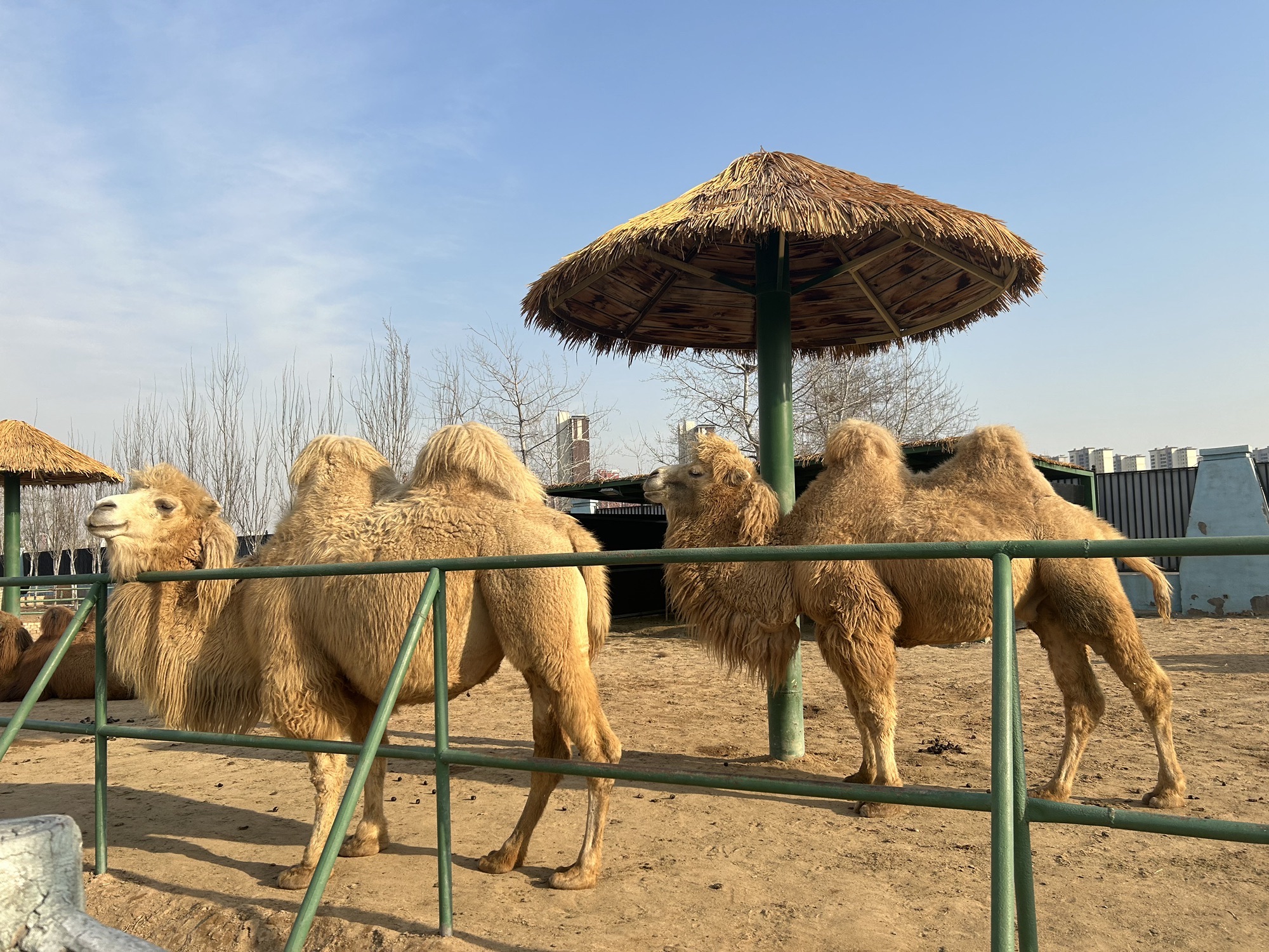 邯郸园博动物园旅行图片 2