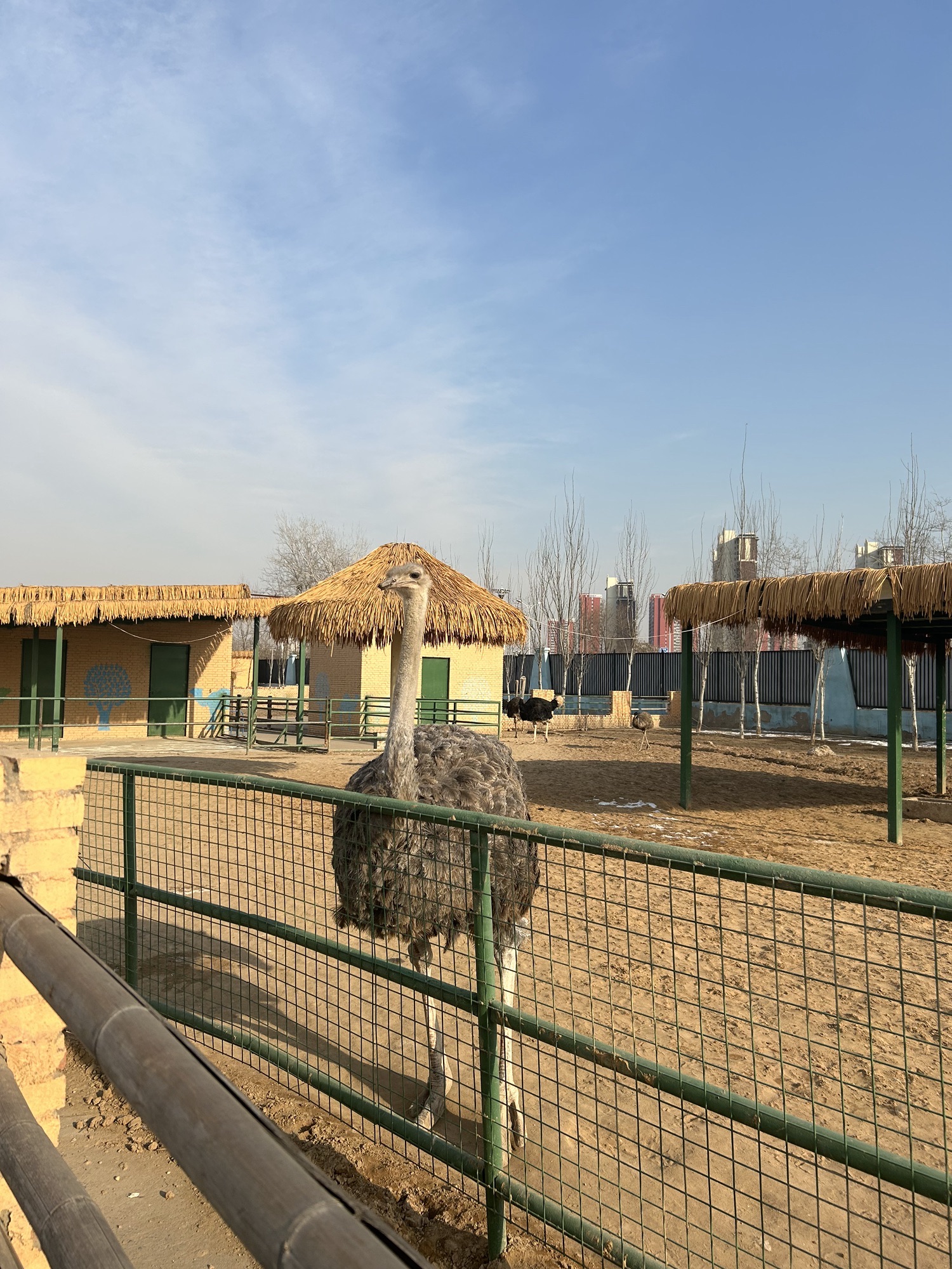 邯郸园博动物园旅行图片 3