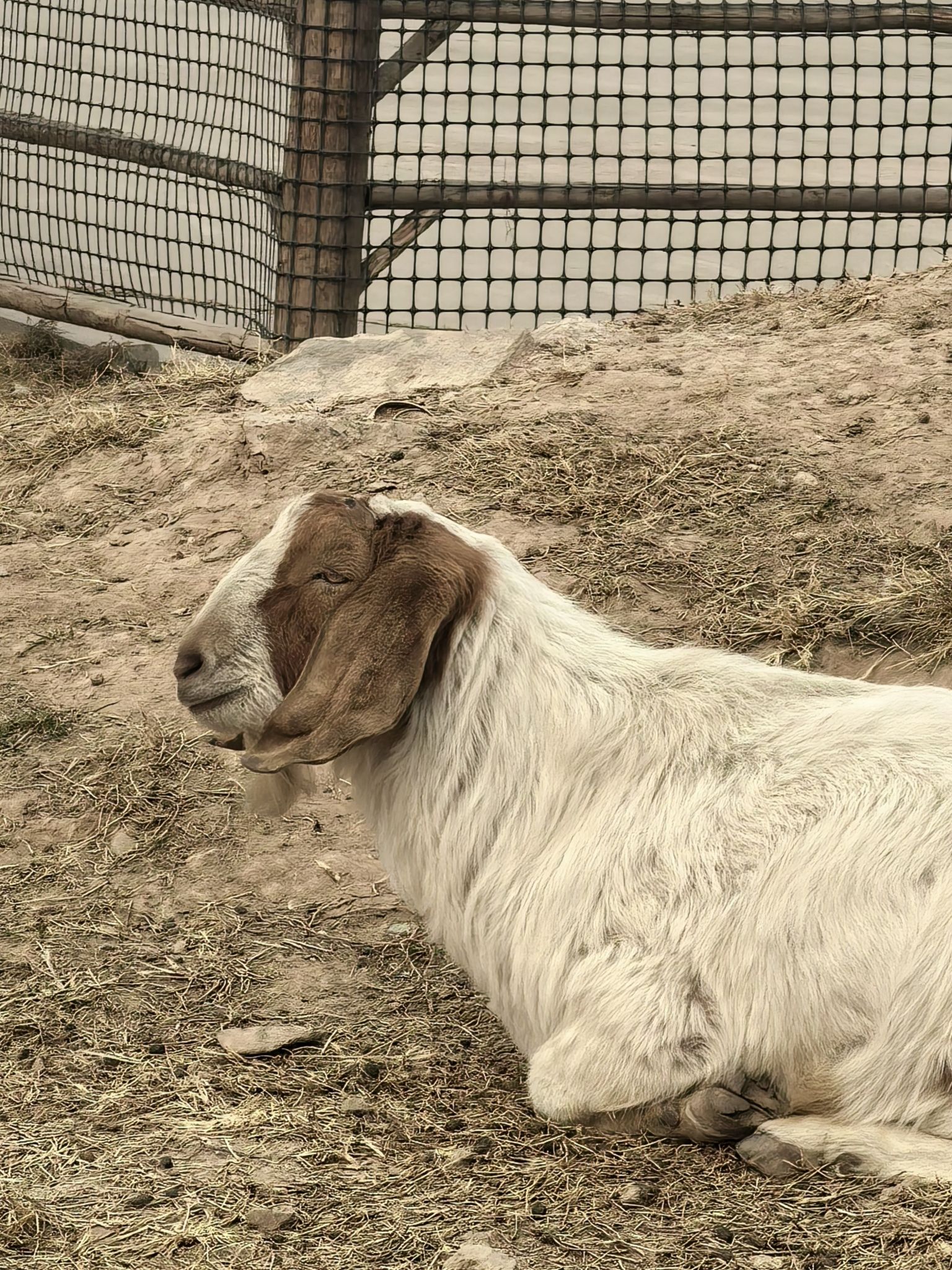 邯郸园博动物园旅行图片 2