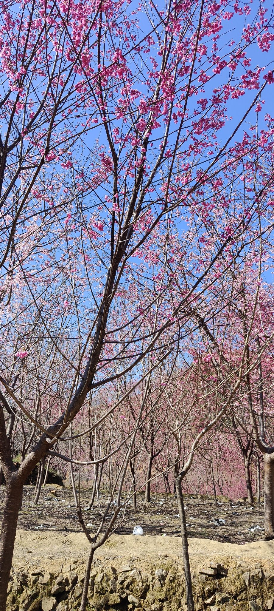 樱花谷旅行图片 1