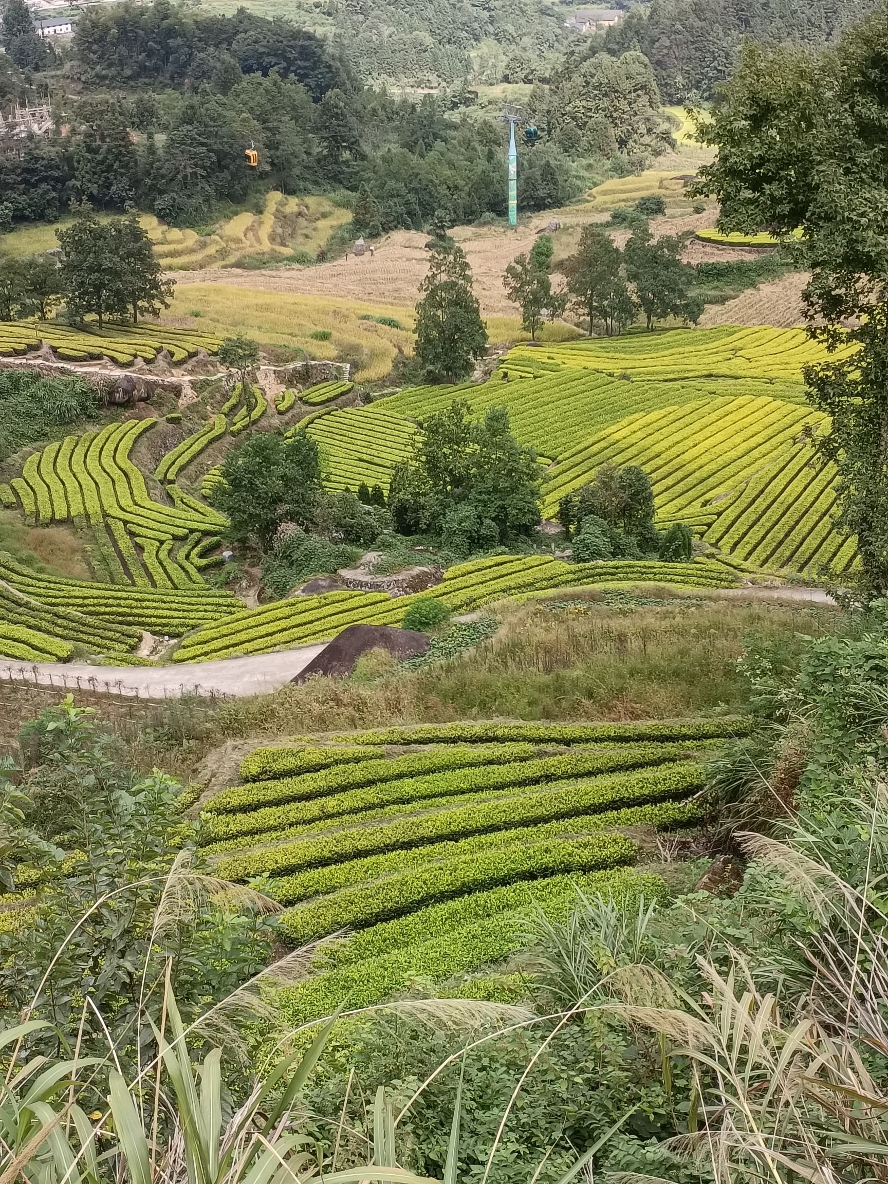 樱花谷旅行图片 2