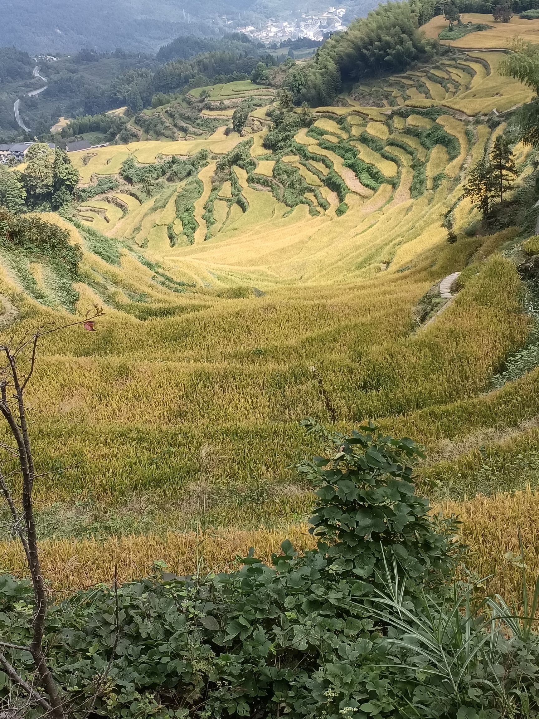 樱花谷旅行图片 1