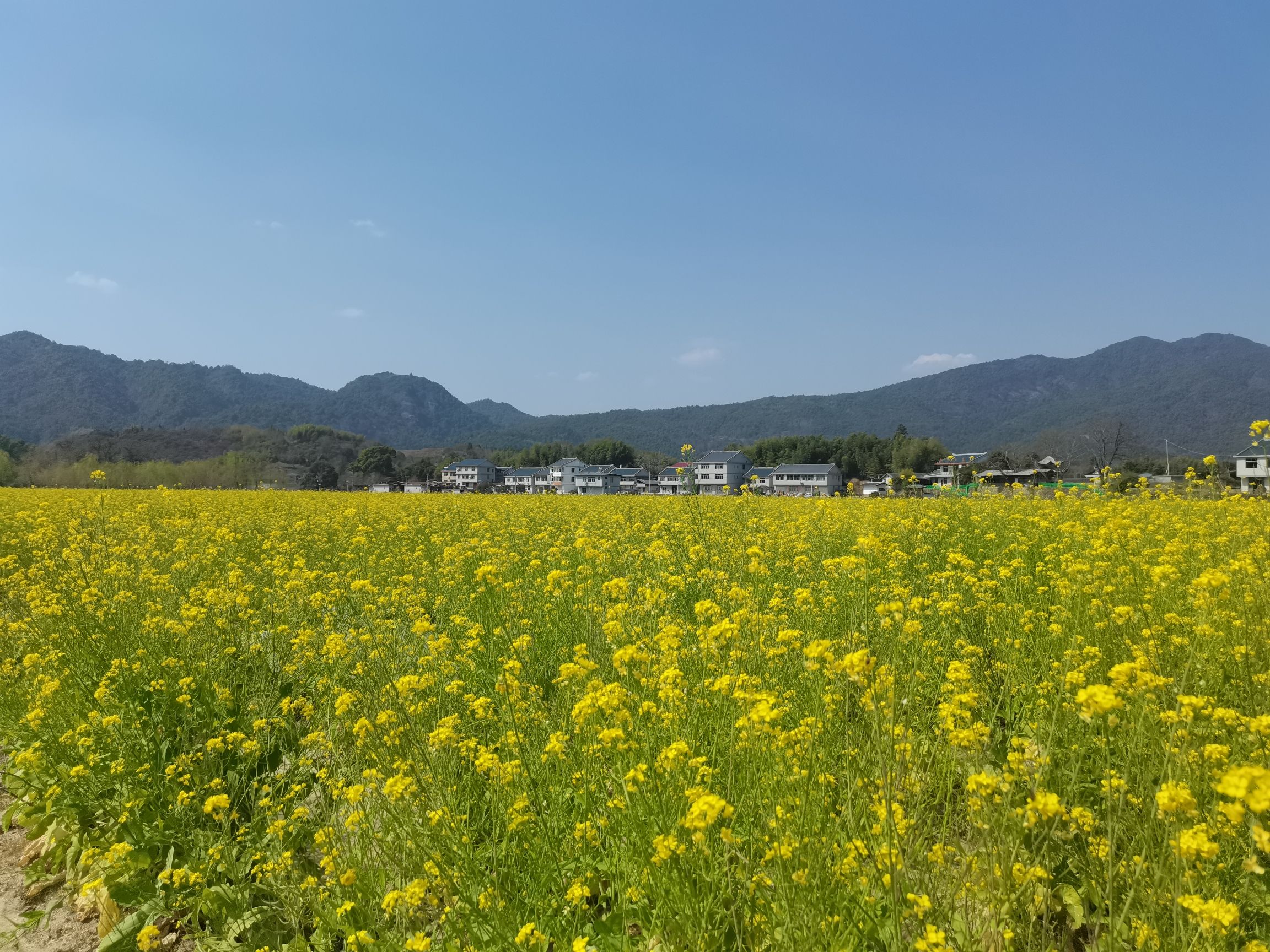 修竹荷苑景区旅行图片 1
