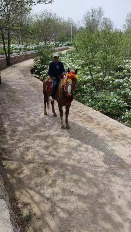 曲阳县葛条沟牡丹园旅行图片 1